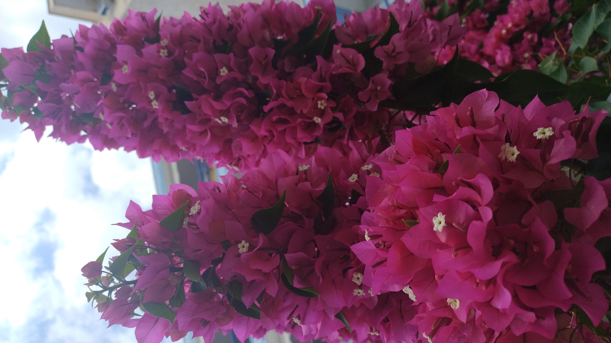 This is a close-up, vertical shot of bright pink bougainvillea flowers in Neoi Epivates, Greece. The foreground features two large clusters of the flowers, with the one on the left being closer to the camera. The flowers are vibrant and abundant, with some small green leaves visible. In the background, the sky is partly cloudy. A building with a light-colored facade can be seen behind the flowers. The image is focused on the floral display, capturing the texture and delicate nature of the petals.