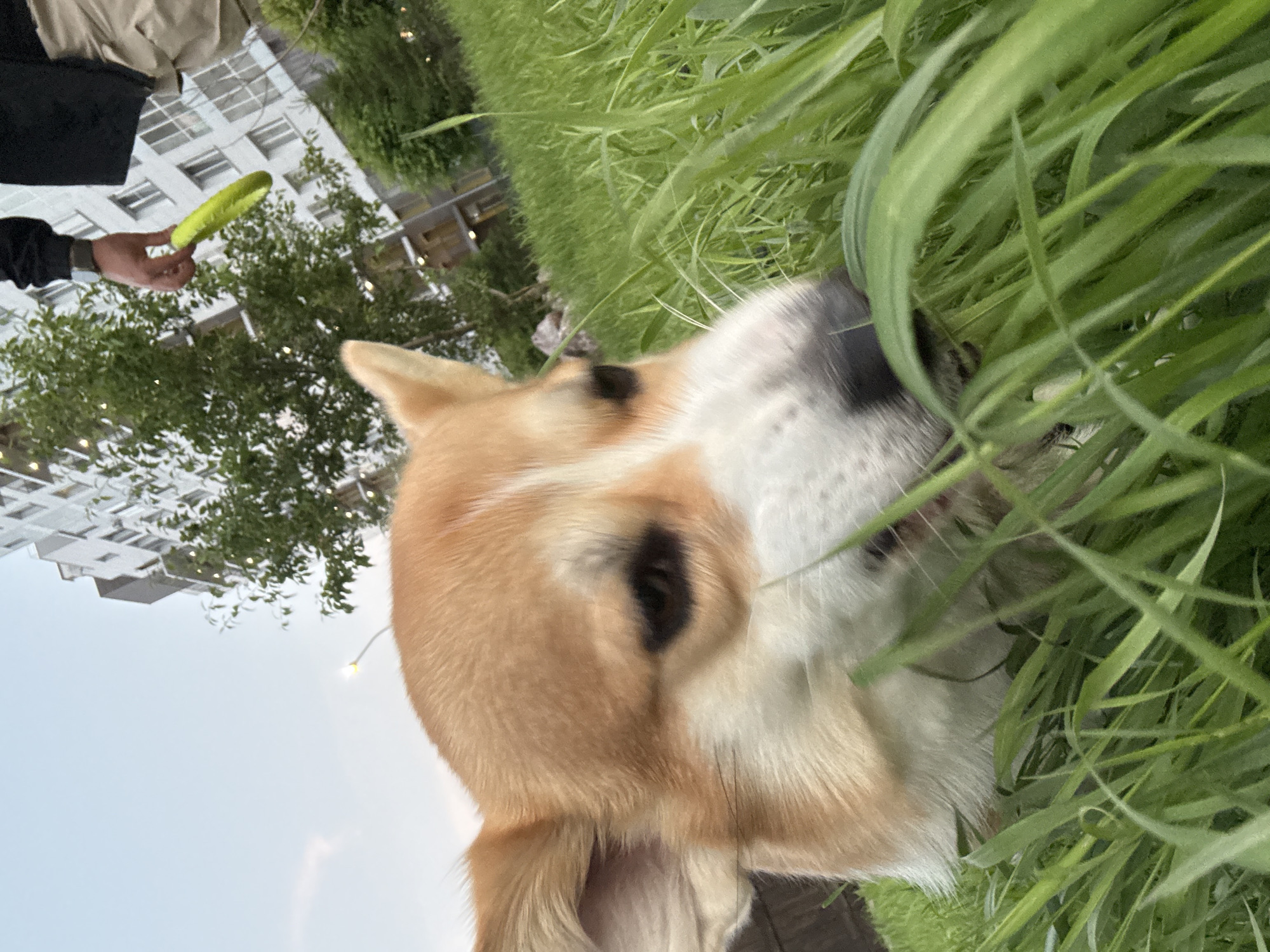 A close-up, low-angle shot captures a Pembroke Welsh Corgi's face amidst tall green grass. The dog, predominantly light brown with white markings on its muzzle and chest, has its head lowered as if sniffing or chewing the grass. In the background, a person's legs are visible, wearing light-colored pants and holding a yellow frisbee in their right hand. Behind the person, a multi-story apartment building with a light facade and balconies stands, partially obscured by green trees. The sky is overcast and a soft blue. The scene appears to be an urban park or residential area.
