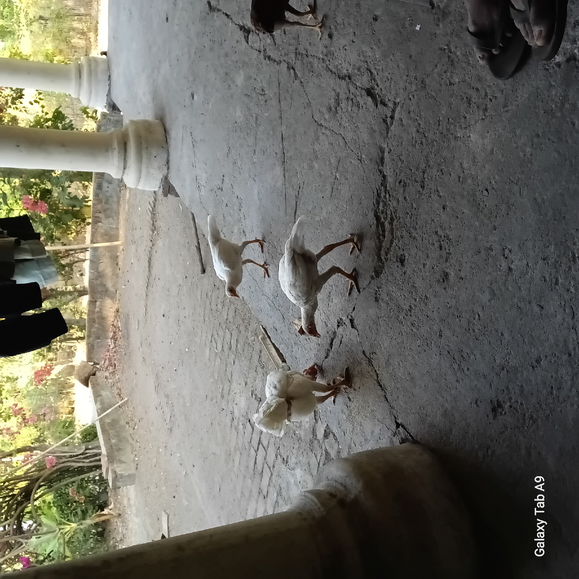 The image depicts an outdoor scene with four young chickens scattered across a rough, concrete ground. Three of the chickens are white, while one is a dark brown or black. One white chicken is in the foreground, facing away from the camera and pecking at the ground. Another white chicken stands behind it, also facing away, and a third white chicken is further back and to the left, facing the side. A dark-colored chicken is visible in the background to the right. The environment appears to be a courtyard or a covered patio, with two large, white, pillar-like structures on the left and right sides of the image. In the background, there is a low concrete wall, vegetation, and some hanging clothes. The ground is uneven and cracked. The lower left corner of the image shows a watermark that reads "Galaxy Tab A9". The scene is dimly lit, suggesting it might be early morning or late afternoon. The overall impression is of a simple, rural setting.