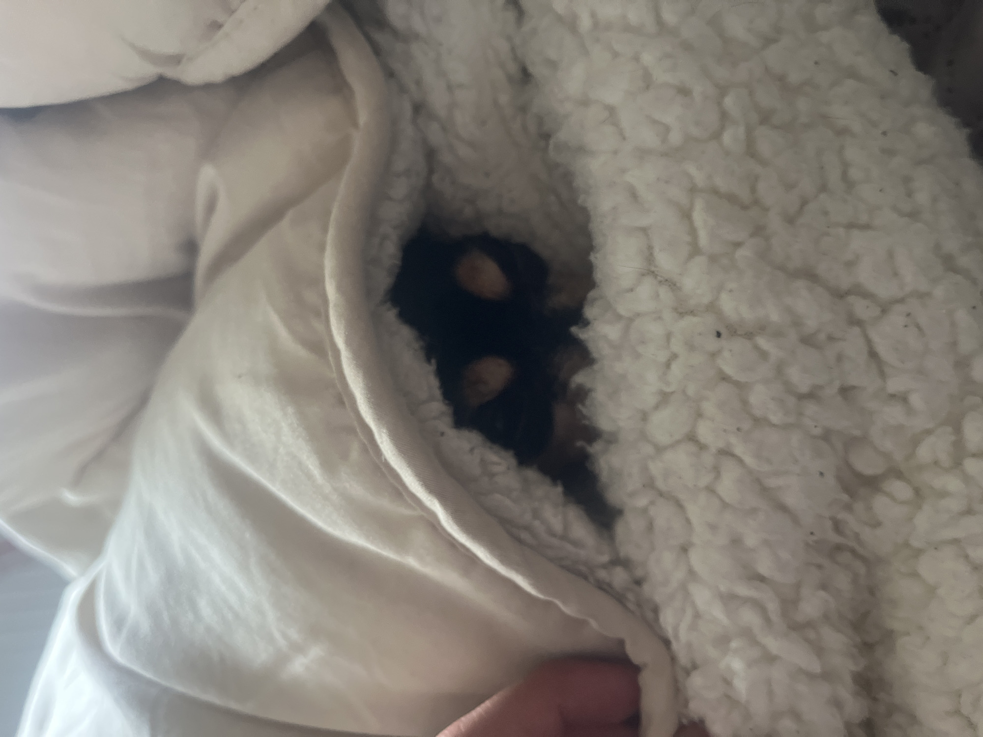 The image presents a close-up, high-angle view of a small, dark-colored dog or puppy nestled deeply within soft, light-colored bedding. The dog's fur is predominantly dark brown or black, with distinctive tan or light brown markings visible around its eyes and possibly on other parts of its head. It is largely enveloped by the blankets, with only its head and a small portion of its body peeking out.
The bedding comprises two contrasting textures: a plush, cream or off-white sherpa-like material, and a smoother, lighter cream or white fabric, possibly a duvet cover, which is draped around the animal. A human hand, with visible fingers, is positioned at the bottom right of the frame, appearing to hold or adjust the blankets, reinforcing the cozy setup.
The scene depicts an intimate indoor setting, likely a bed or sofa, focused entirely on the comfort of the animal. The lighting is soft and indirect, contributing to a peaceful and serene atmosphere. The dog appears to be resting or sleeping soundly, exuding a sense of warmth, security, and contentment. There is no visible text in the image. The provided context indicates the location is Sofia, Bulgaria, though no specific visual cues in the image support this geographical detail.