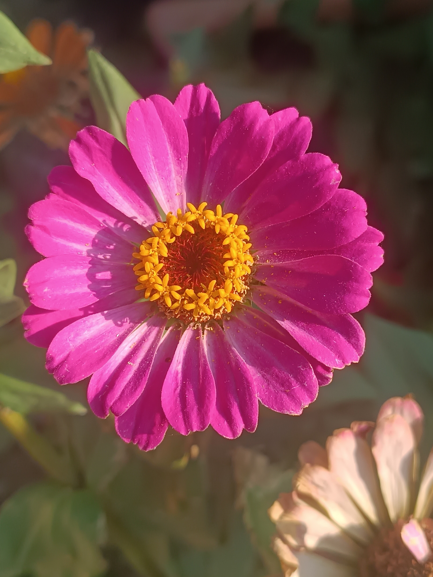 A close-up, overhead shot captures a vibrant pink zinnia flower in full bloom. The flower's numerous petals are fanned out, displaying a slightly wavy edge and subtle white striations that run the length of each petal. The center of the flower is a cluster of bright yellow stamen, some of which appear slightly fuzzy. The background is softly blurred, showing hints of green foliage and another flower, possibly a faded zinnia, in the lower right corner. The lighting suggests it is daytime, with shadows cast across the pink petals. No specific location in Vypasne, Ukraine can be determined from the image itself.