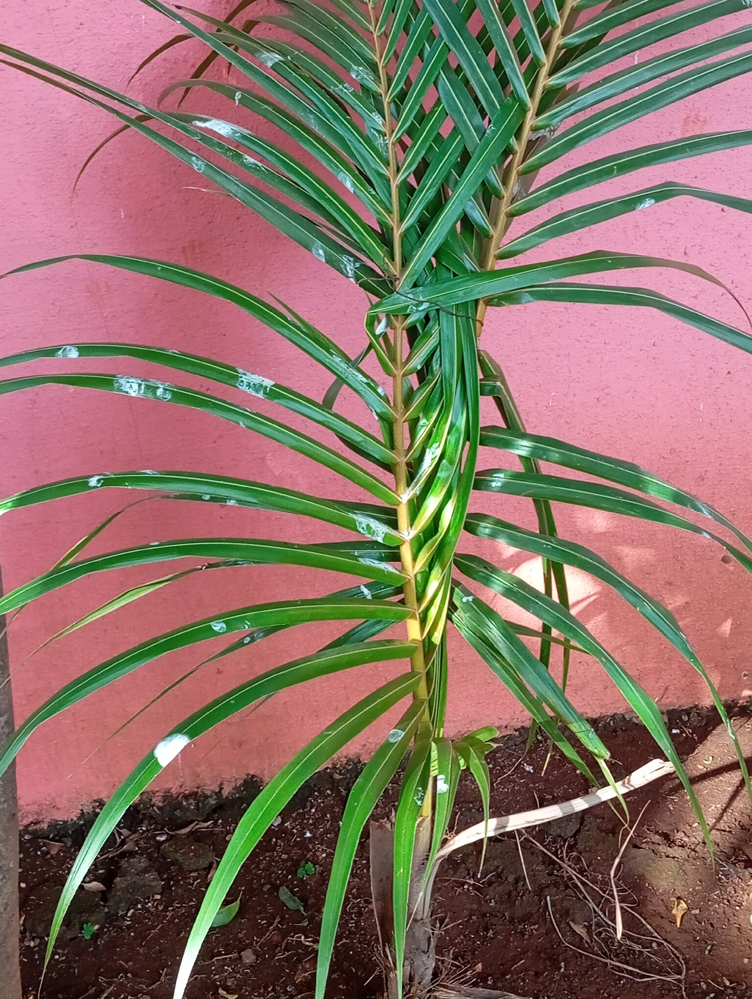 A medium shot reveals a young palm tree planted in a patch of dark soil adjacent to a pink-painted wall. The palm's fronds, a vibrant green, are marked with sporadic white spots, possibly from residue. A dead twig lies near the base of the plant. The photograph's location is consistent with a tropical climate, possibly Mumbai, India.