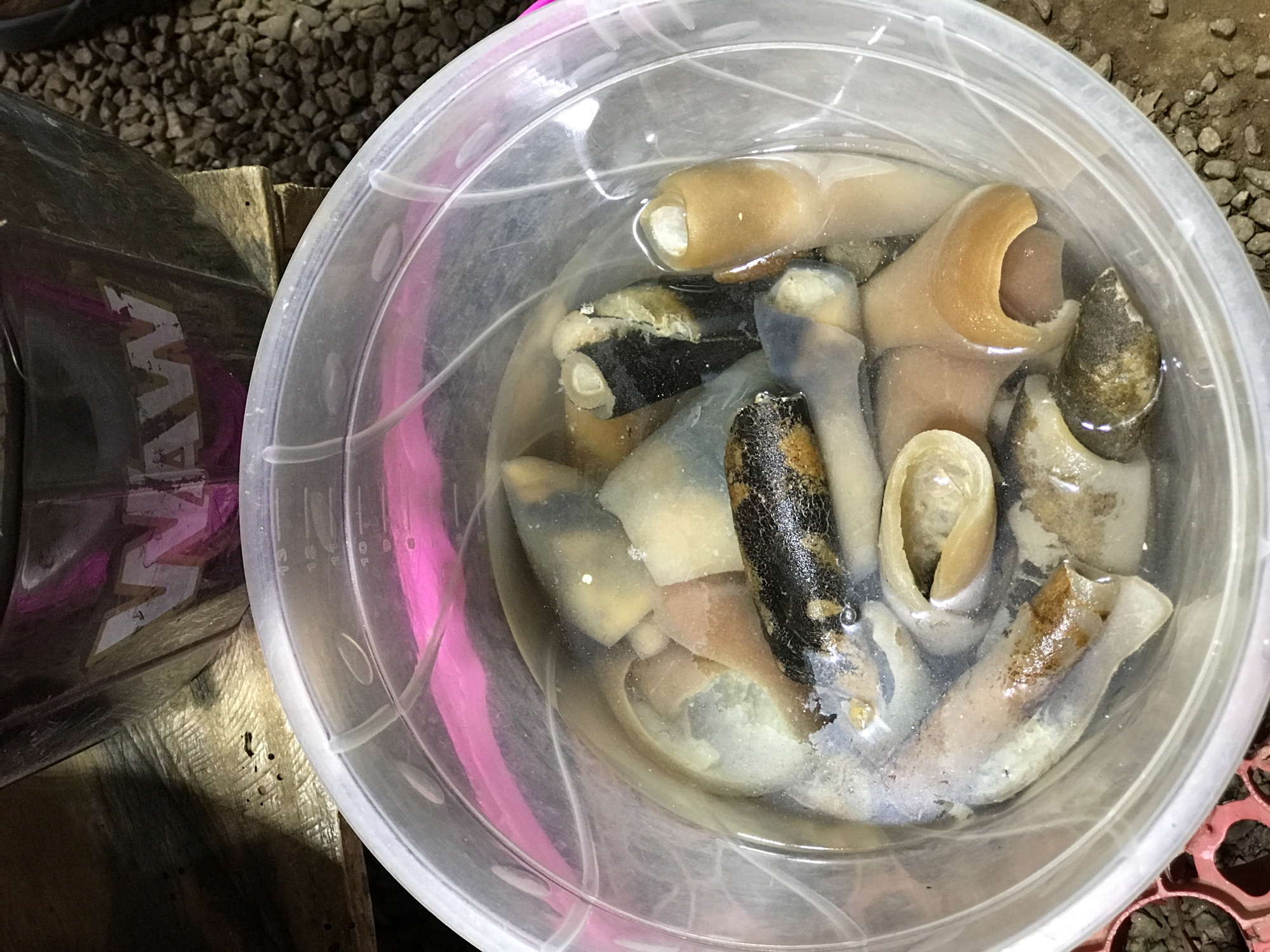 The image provides an overhead view of a clear plastic bucket filled with water and containing several large, irregularly shaped marine creatures. These creatures, possibly a type of sea cucumber or large mollusk, are predominantly light beige, off-white, and dark grey/black, with some exhibiting textured or rough surfaces. Many are tubular or conical, with open or cut ends.
The transparent bucket has faint measurement markings, including numbers like "10" and "12," visible on its side. To the left of the bucket, a dark, reflective object, possibly a helmet or bag, shows the white, reversed text "MAW". This object rests on or near a rustic wooden plank or block. The surrounding ground is covered with small, dark gravel or stones. In the bottom right corner, a small section of a red, grid-patterned object is visible.
The scene suggests the creatures are being stored or prepared, possibly for sale or consumption, in a casual or market-like setting. The overall lighting is somewhat dim, making the time of day difficult to ascertain. No individuals are present in the frame. The location context is Abuja, Nigeria.