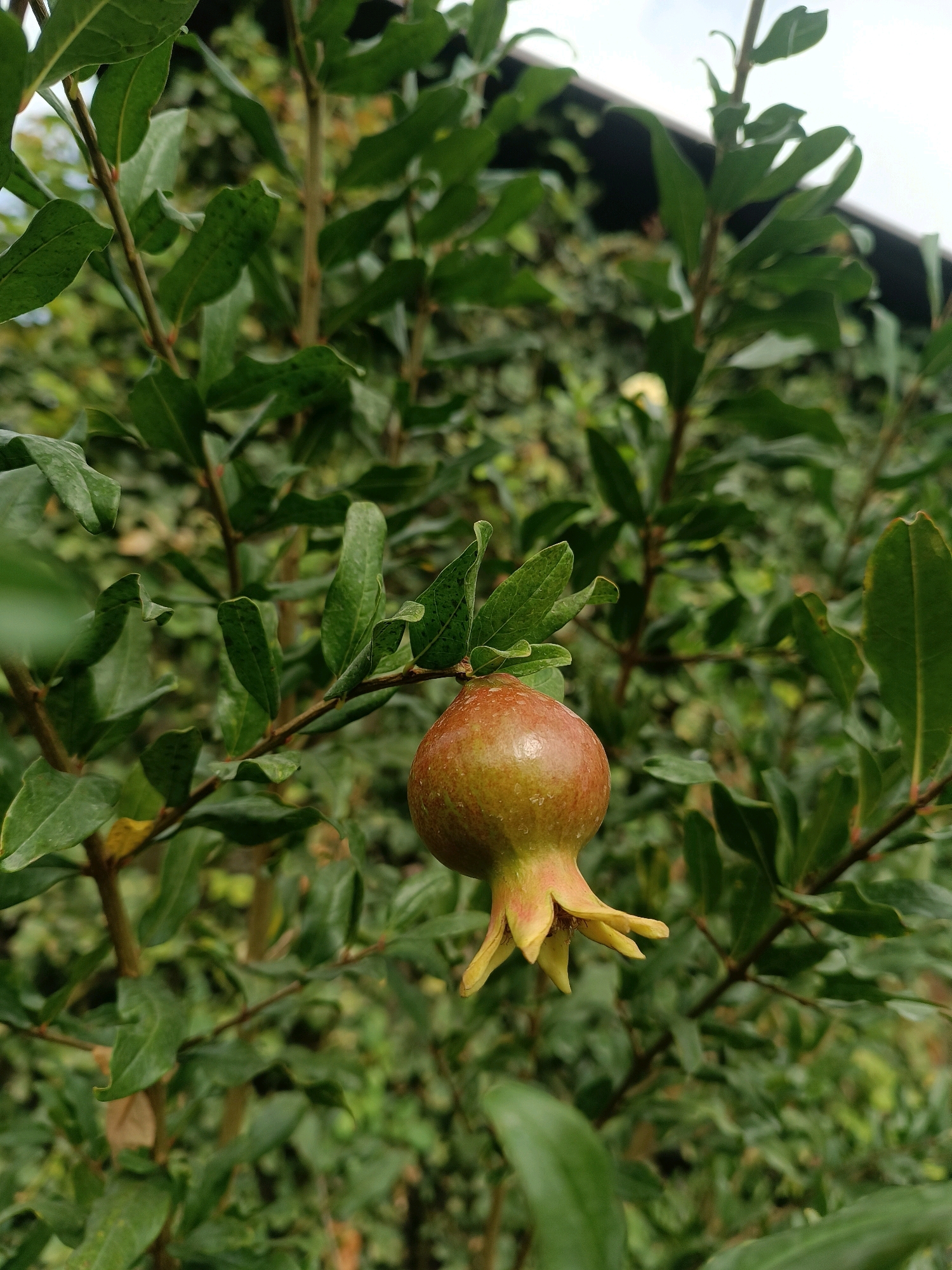 A young pomegranate fruit, greenish-brown with yellow sepals, hangs from a branch of a pomegranate tree. The tree is in a garden setting in Myrza-Ake, Kyrgyzstan, with lush green foliage filling the background. The sky is visible in the upper right corner.