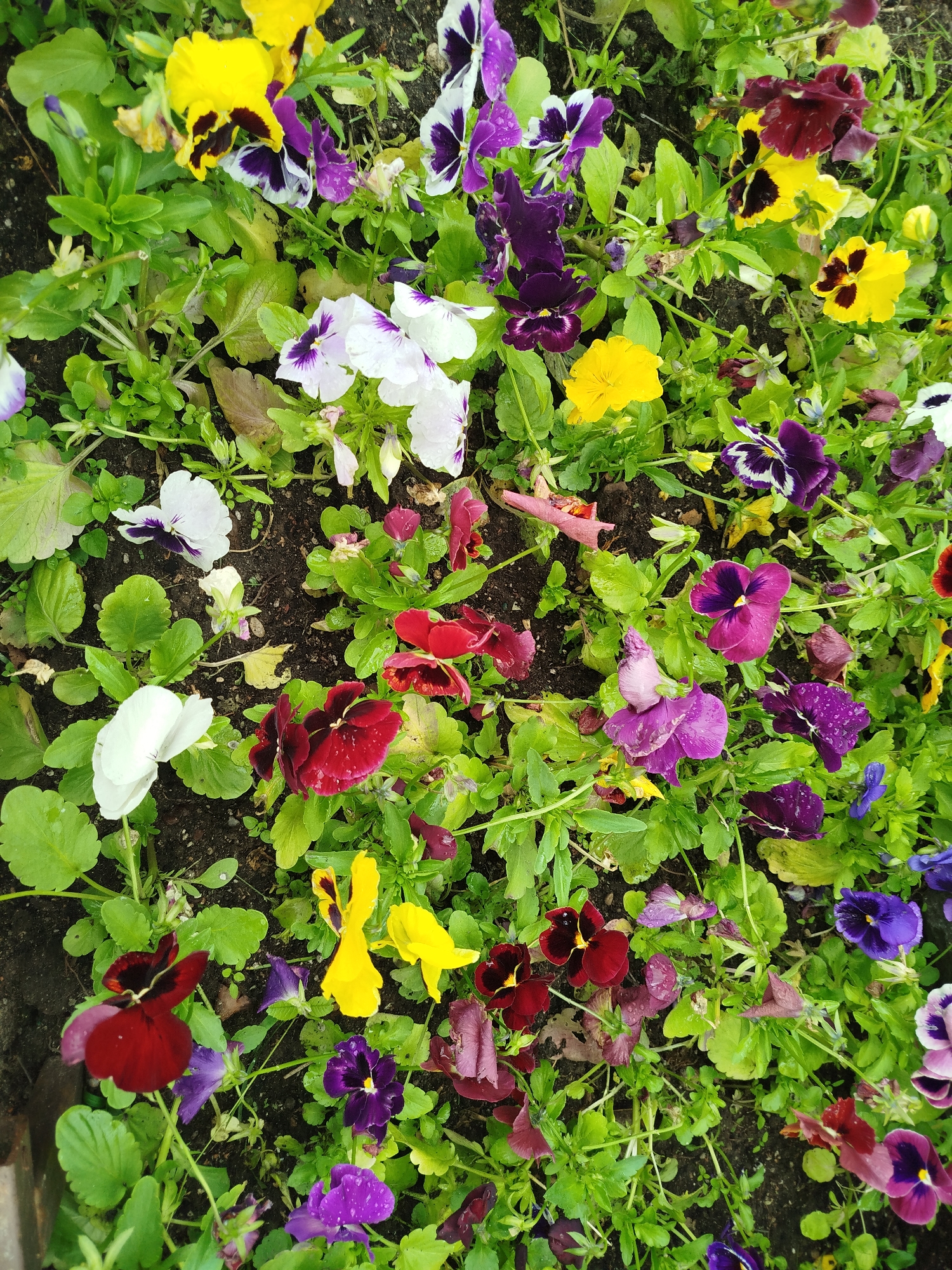 A high-angle, close-up shot displays a cluster of vibrantly colored pansies blooming in dark soil, interspersed with lush green foliage. The pansies exhibit a diverse palette of colors including deep burgundy, yellow, white with purple markings, and various shades of purple and violet. Some petals are adorned with water droplets, indicating recent rain or watering. The scene is devoid of any human presence, animals, or man-made structures, suggesting a natural or garden setting. The lighting is soft, casting subtle shadows and highlighting the textures of the petals and leaves.