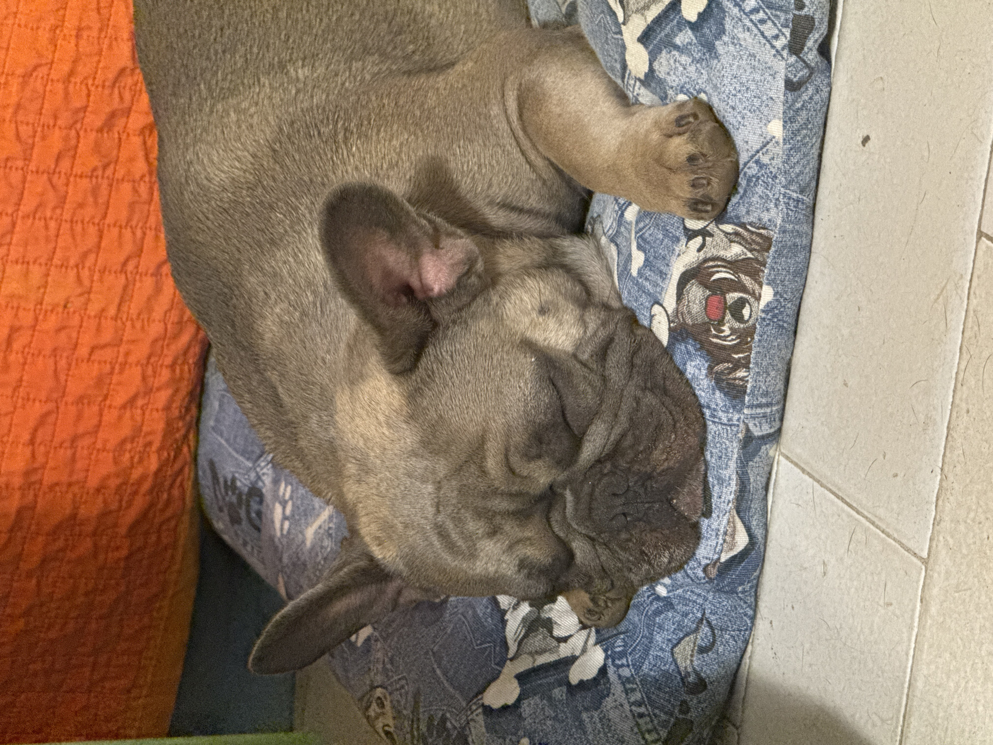 This is a close-up, overhead shot of a fawn-colored French bulldog sleeping. The dog is lying on its side on a blue and white patterned fabric, possibly a cushion or blanket, which features a cartoonish dog face graphic. To the left of the dog, a textured, bright orange surface is visible, likely another cushion or piece of furniture. The background is a neutral-colored tiled floor. The lighting appears to be indoor, with no specific time of day discernible. The dog's eyes are closed, and its face is relaxed, indicating it is deeply asleep. The scene is domestic, suggesting a home environment in San Benedetto del Tronto, Italy. There is no visible text in the image.