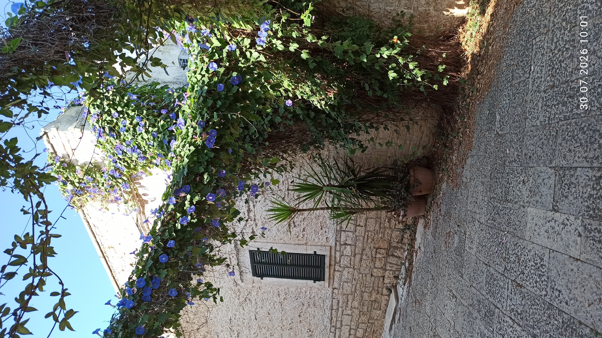The image depicts a narrow cobblestone street in Terlizzi, Italy, lined with stone buildings. A building on the left features a window with dark green shutters. In front of the building, two potted plants, one a yucca, stand on the cobblestones. Morning glory vines, abundant with vibrant blue flowers, cascade down the building and across the street, creating a natural archway. The vines and flowers also climb a tree trunk on the right side of the frame. The scene is bathed in sunlight, casting shadows on the ground and highlighting the textured surfaces of the stone and cobblestones. The timestamp at the bottom right reads "30.07.2026 10:01".