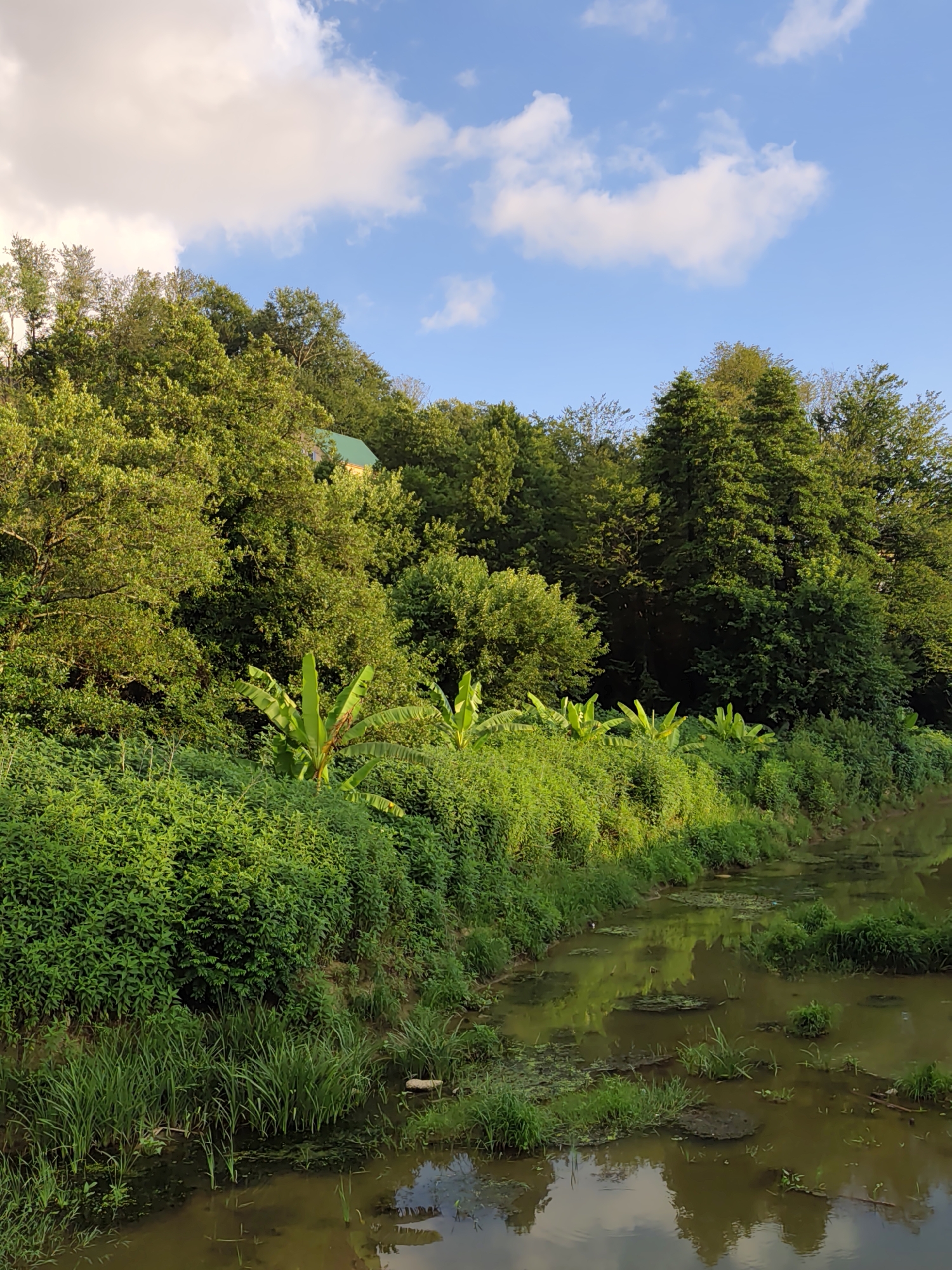 The image depicts a natural landscape featuring lush green vegetation, a body of water, and a blue sky with clouds. The foreground is dominated by a slow-moving, muddy body of water with patches of aquatic plants and debris floating on the surface. Along the bank of the water, there is dense green undergrowth, including grass and various leafy plants. Towards the background, a hill is covered with a variety of trees, some appearing to be deciduous and others coniferous. In the upper right portion of the frame, the sky is visible, a bright blue with scattered white clouds. A small, green-roofed structure is partially visible amidst the trees on the hillside. The scene appears to be a tranquil, unpopulated natural area. The location is described as Oryol-Izumrud, Russia.