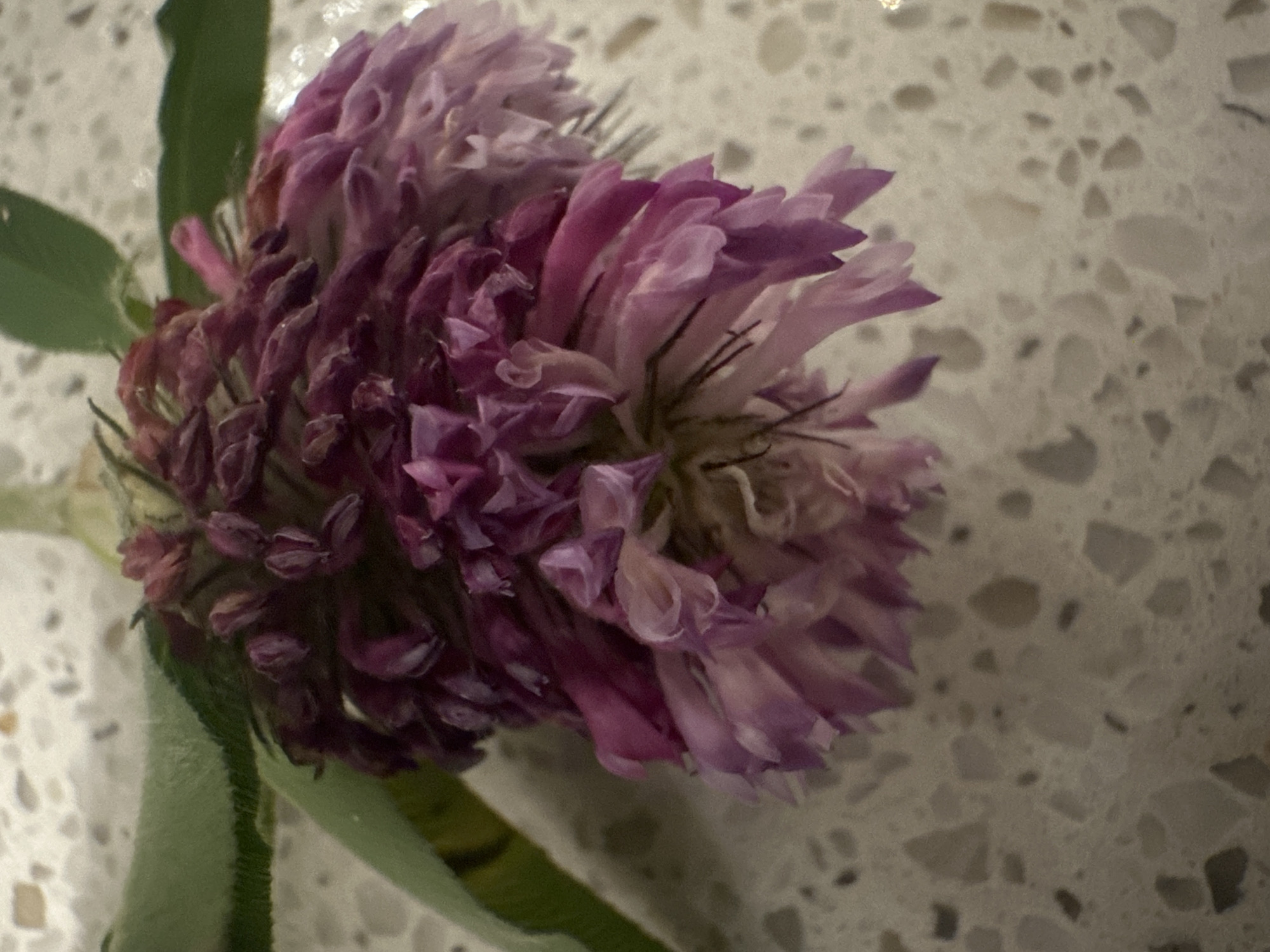 A close-up, overhead shot shows a single, wilting purple clover bloom resting on a speckled, light-colored countertop. The clover is predominantly pinkish-purple, with some lighter pink petals at the bottom. The bloom is fuzzy and clustered, with individual florets visible. A green leaf extends from the top left of the clover. The countertop appears to be made of granite or a similar composite material, with varying shades of white, grey, and beige speckled throughout. The lighting is soft, creating some shadows on the countertop.