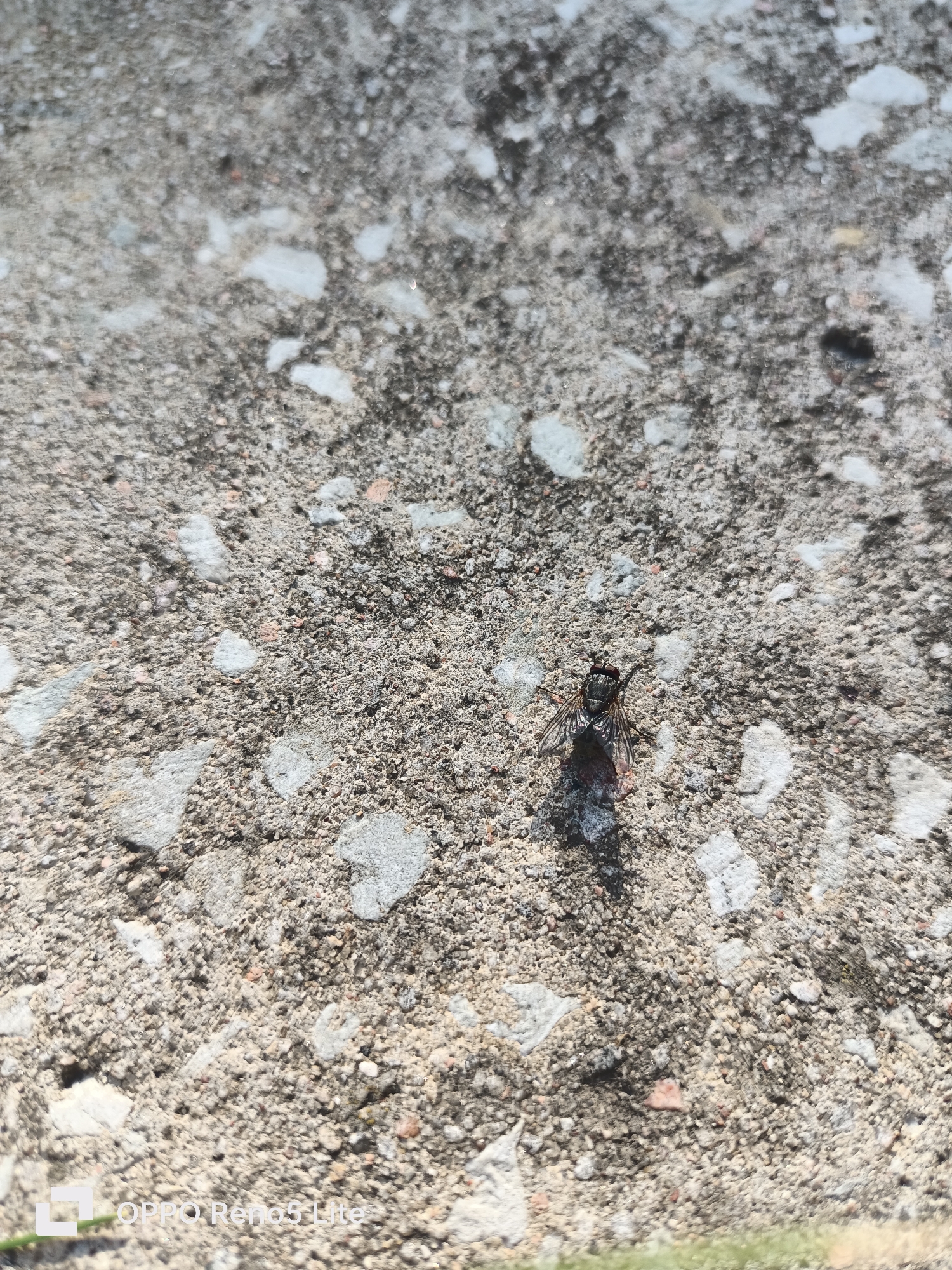 The image shows a dead fly lying on a textured concrete surface. The concrete is a mix of gray cement and various sized aggregate stones, some of which are lighter in color, creating a speckled appearance. The fly, mostly dark in color with visible wings, is positioned slightly off-center in the lower right quadrant of the frame. A shadow is cast by the fly onto the concrete. The background is the same concrete surface, showing variations in texture and color due to light and shadow. The presence of the "OPPO Reno5 Lite" watermark in the bottom left corner suggests the image was taken with this specific phone model. There is no information in the image to suggest the location is the city of Tallinn, Estonia.