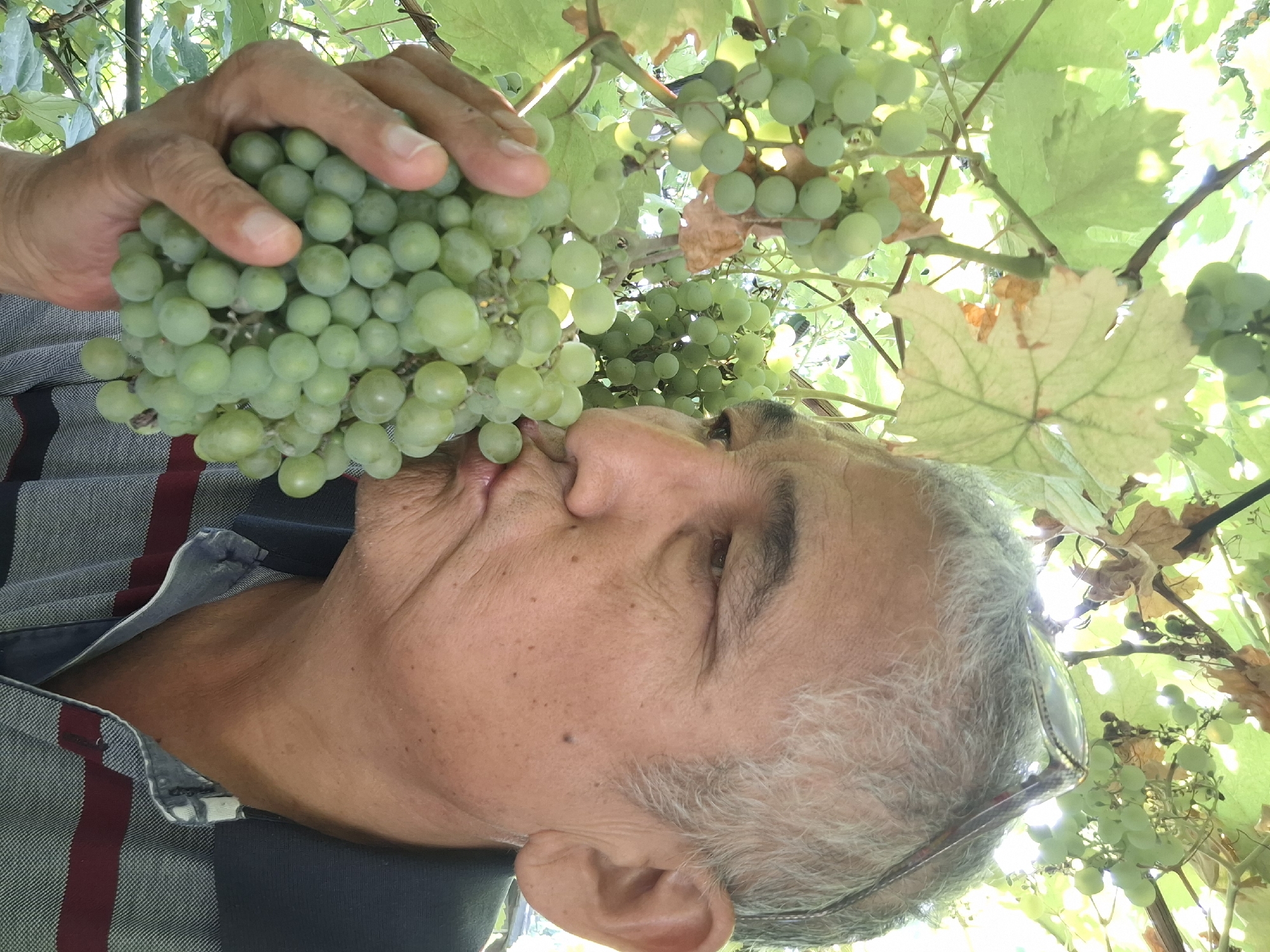 The image shows a man, possibly of Asian descent, with graying hair and glasses perched on his head, holding a large bunch of green grapes. He is close to the grapes, with his lips pursed as if to kiss them, and his head is tilted to the side, looking to his left. He is wearing a collared shirt with horizontal stripes of dark blue, gray, and maroon. The background consists of lush green grape leaves and vines, suggesting an outdoor setting, possibly a vineyard or garden. The lighting indicates it is daytime. There is no discernible location in Almaty, Kazakhstan, visible in the image.