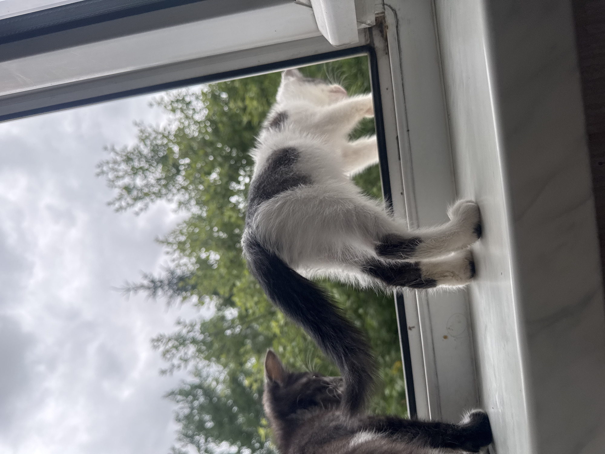 This is a vertical, low-angle, medium shot of two kittens on a window ledge, viewed from the outside looking in. The primary subject is a black and white kitten climbing up the outside of the window. Its paws are gripping the white window frame as it looks upwards. Its body is white with dark gray patches. Its tail is long and bushy, also dark gray.
Below and to the left of the climbing kitten is another kitten, appearing to be a darker gray tabby. This kitten's head is visible, looking up at the climbing kitten. Its tail is curled around its body.
The background consists of blurred green trees and a cloudy sky, suggesting an outdoor setting. The light is diffused, indicating an overcast day. The window frame is white and appears to be made of plastic. The overall impression is one of playful activity and curiosity. There is no visible text in the image.