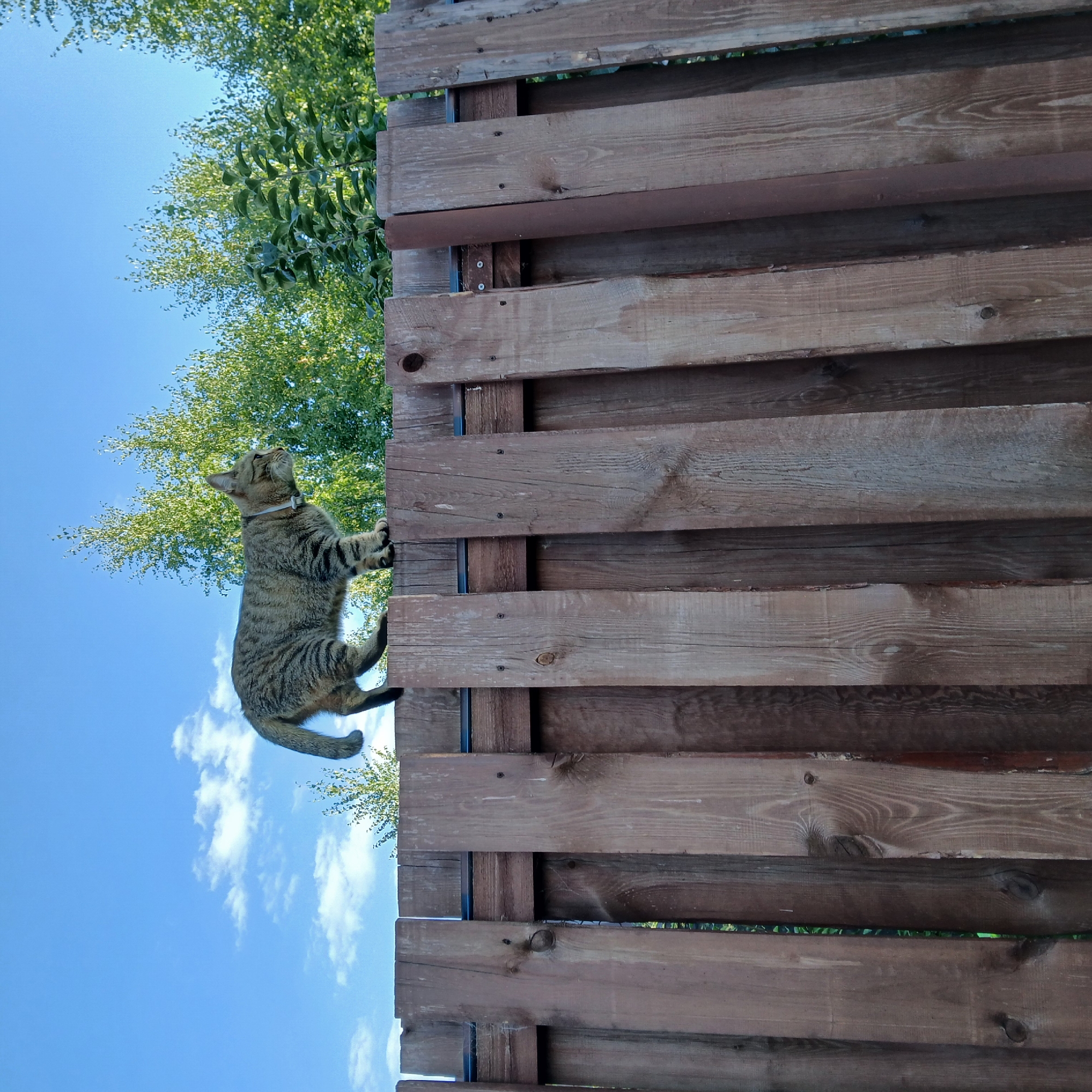 In the city of Samarsky, Russia, a tabby cat with a white collar walks along the top of a wooden fence. The fence is constructed from vertical, brown-stained planks of varying widths and ages. Behind the fence, lush green trees with light-colored bark, likely birch, form a dense background against a bright blue sky dotted with wispy white clouds. The scene suggests a clear day, possibly in late spring or summer, given the vibrant greenery.