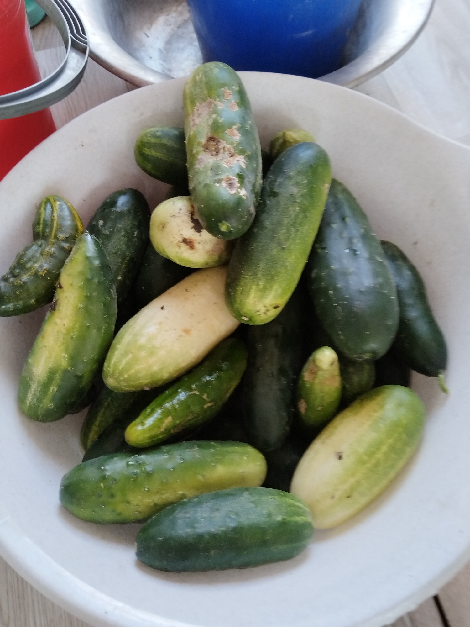 A close-up, overhead shot shows a collection of cucumbers of varying sizes and shades of green piled in a white bowl. Some cucumbers are dark green, while others are lighter green with yellow streaks, indicating ripeness or variation in variety. A few of the cucumbers exhibit blemishes or discoloration. The bowl is placed on a light-colored, textured surface, possibly a table or countertop. In the background, out of focus, are portions of a blue container and a red object. The lighting is natural, casting soft shadows. The image does not depict any specific location within Minayevka, Russia, nor does it contain any people or indicate any actions or interactions.