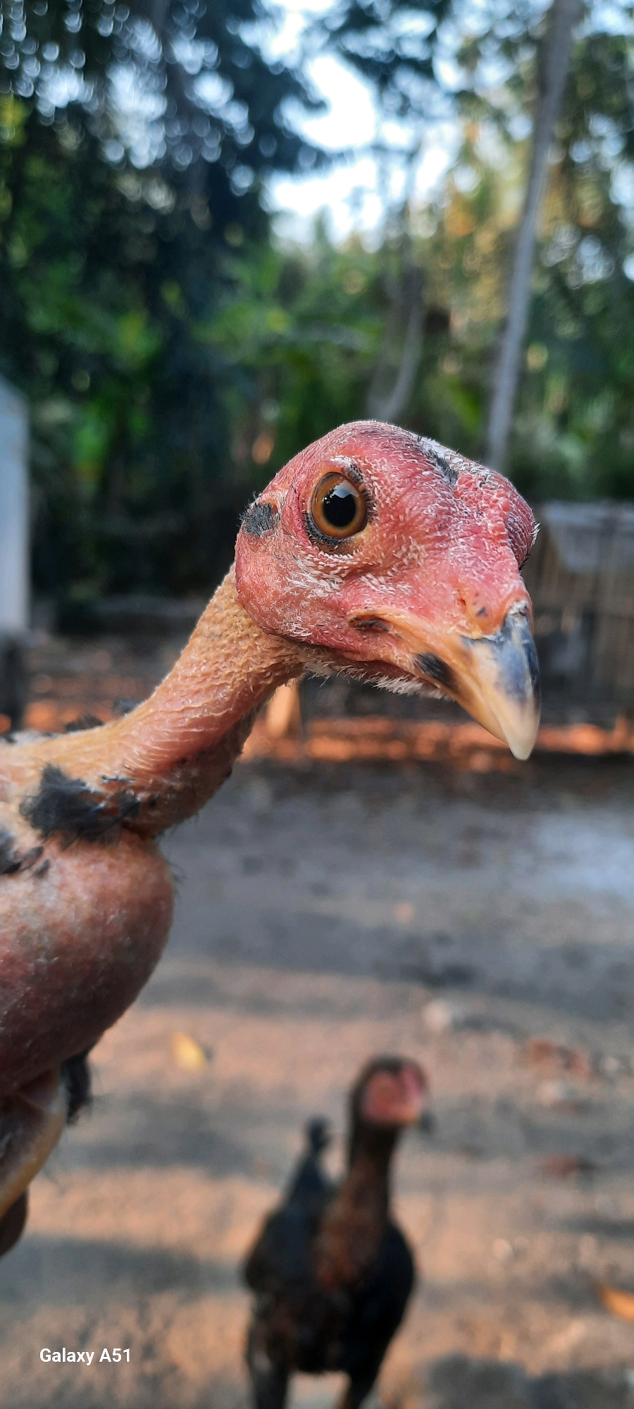 A close-up, portrait-oriented shot captures the head and neck of a young chicken, its skin a textured pink and exposed. The chicken has a light brown eye with a dark pupil, and its beak is a blend of blue and white. Black feathers are visible on its head and neck, as well as on its body, which is partially obscured. The background is blurred, featuring greenery and a dirt path. Another chicken, silhouetted and out of focus, stands in the lower right portion of the image. The bottom left corner displays the text "Galaxy A51". The scene appears to be outdoors, with natural lighting. This image was taken in Jatitengah, Indonesia.