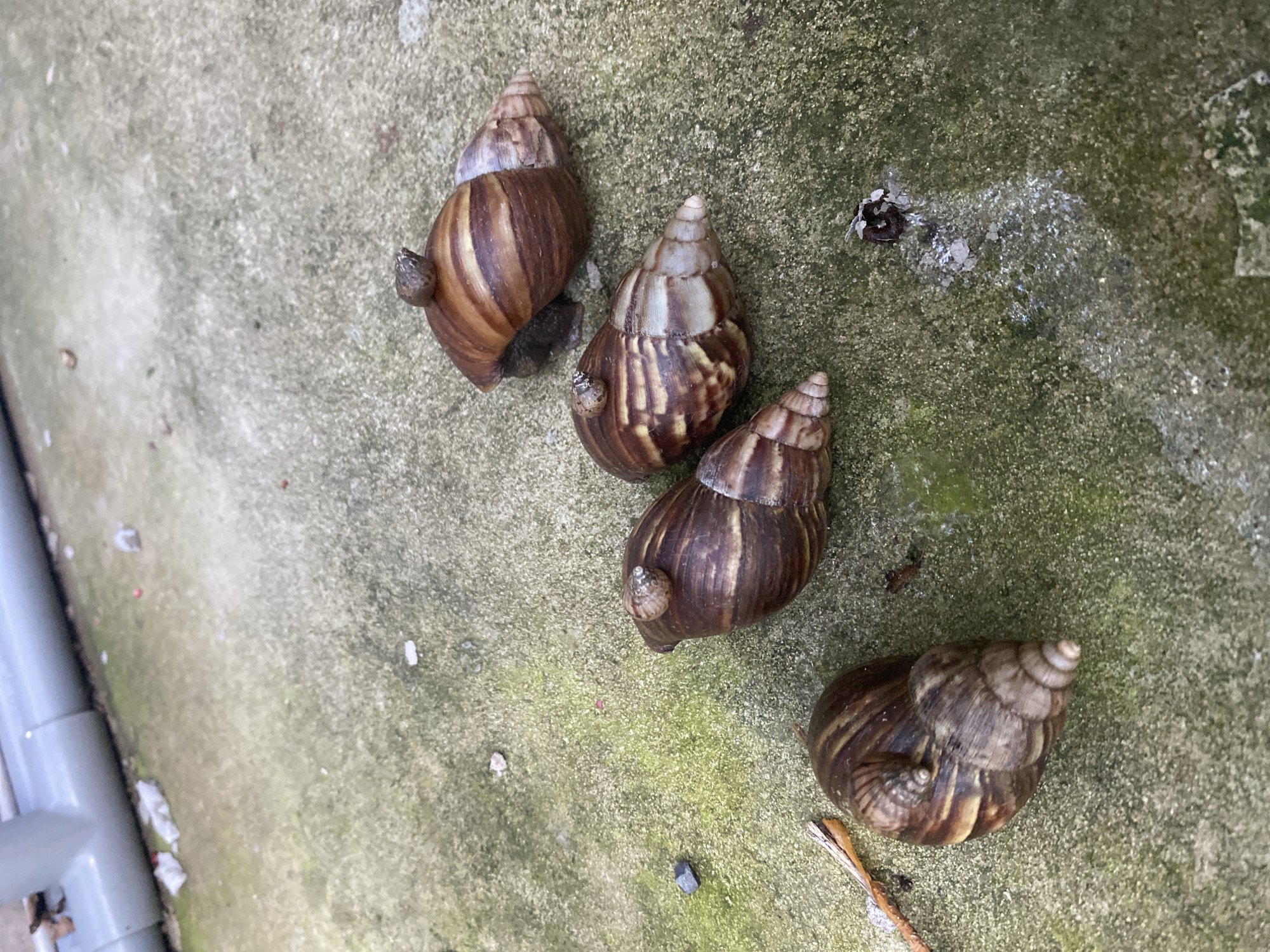 This is a high-angle, full-shot, medium-format image of four large snails on a moss-covered concrete surface, possibly an outdoor area in Mũi Né, Vietnam. The snails have brown and tan spiraled shells. Three of the snails have smaller snails on their shells. In the background, a grey pipe runs horizontally across the top of the frame, with some debris and white plastic fragments scattered on the ground. The concrete is uneven and speckled with green moss, and small pebbles are visible. The lighting appears to be natural daylight, creating subtle shadows.