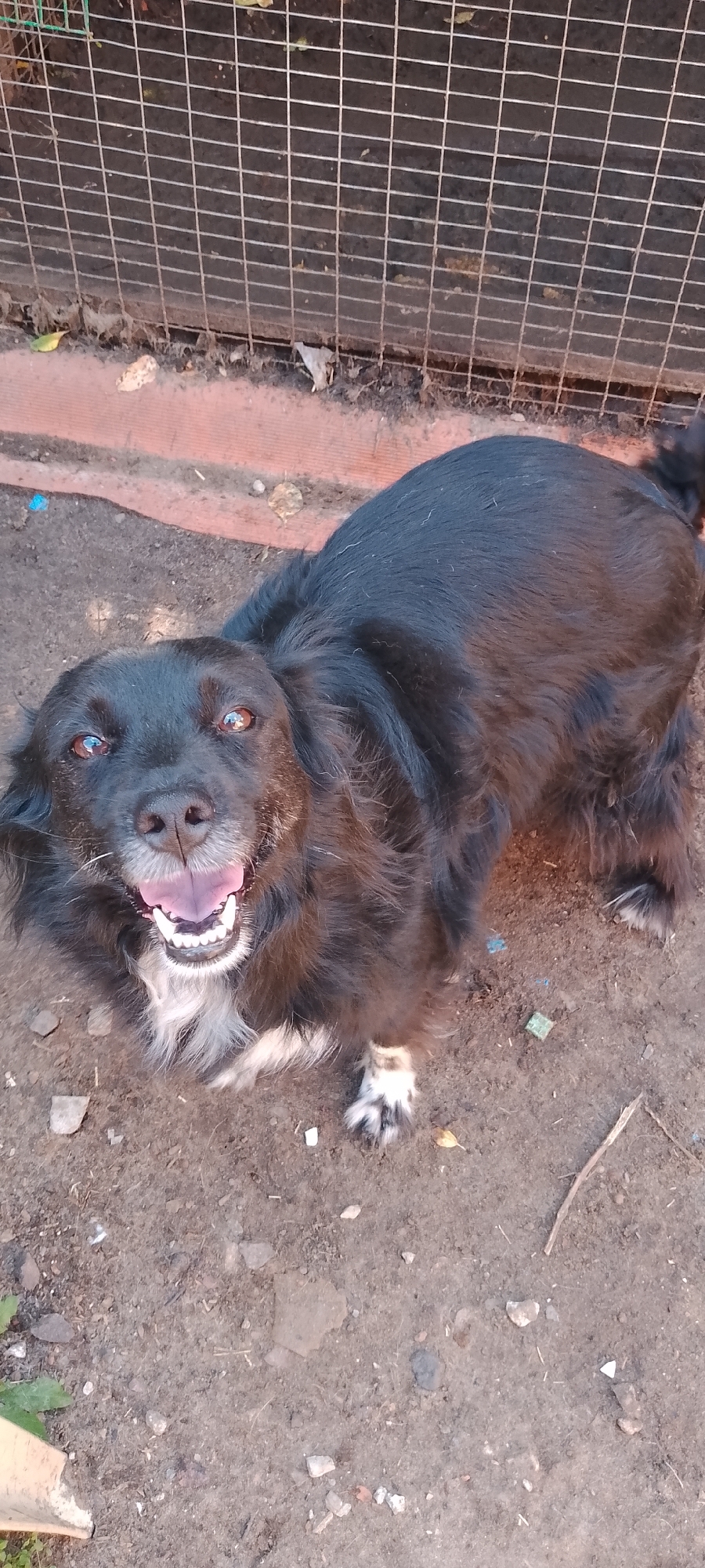 A black dog with white markings on its chest and paws is looking up at the camera with its mouth open, appearing to pant or smile. The dog has brown eyes and long, shaggy fur. It is standing on dirt ground with scattered debris, including small stones and leaves. In the background, there is a wire fence with a reddish-brown surface beneath it. The scene appears to be an outdoor area, possibly a yard or enclosure, located in the city of Belgorod, Russia.