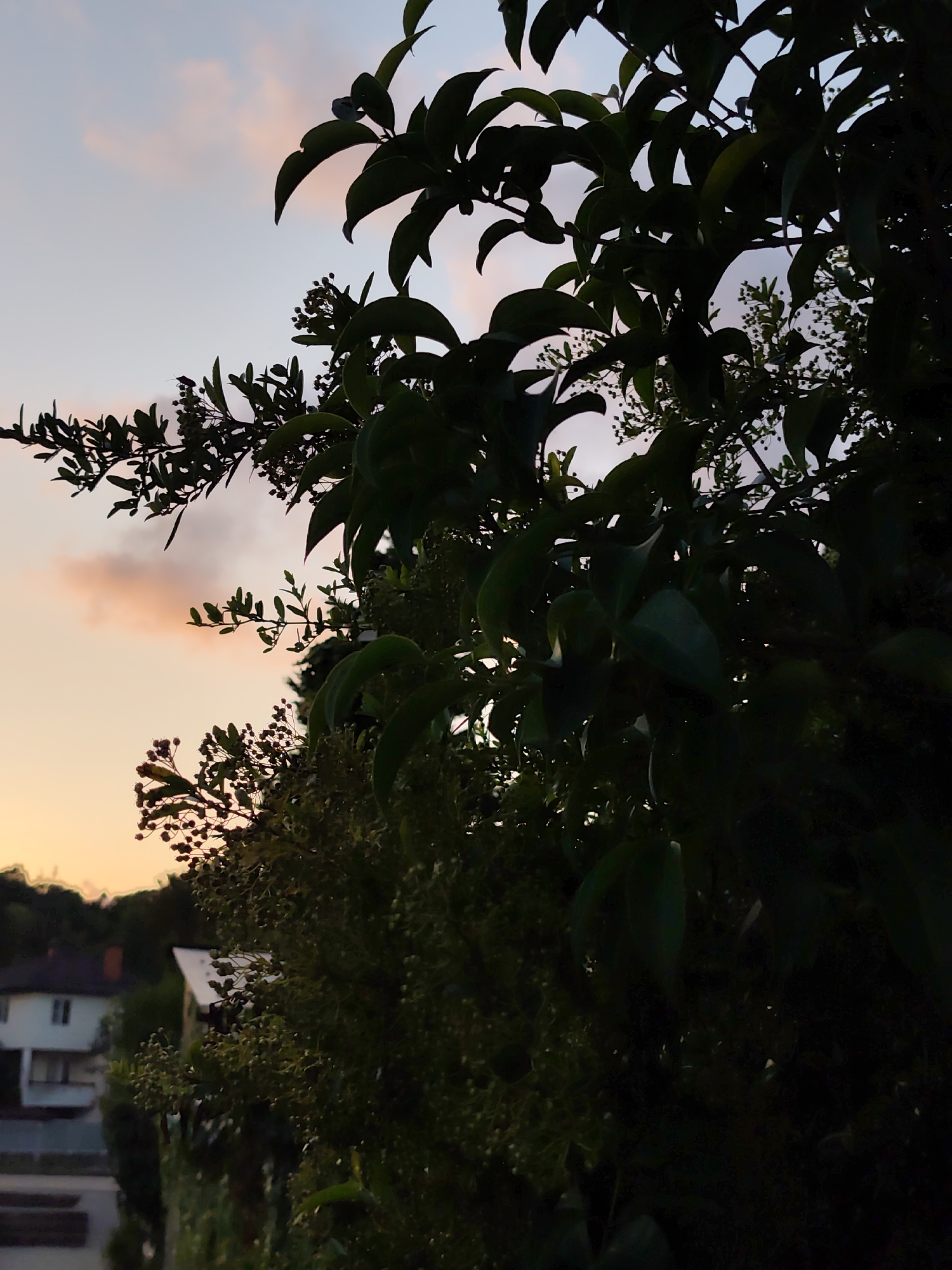 A medium shot photograph captures a close-up view of dark green foliage silhouetted against a twilight sky. The sky transitions from a pale orange near the horizon to a soft lavender and then a light gray towards the top. Wisps of pale pink clouds are visible against the lavender. The foliage, primarily leaves and small clusters of berries, dominates the foreground and right side of the frame. The leaves are broad and dark, obscuring much of the background.
In the blurred background, on the left side, a two-story house with a white facade and a dark-tiled roof is partially visible. A chimney is apparent on the left side of the roof. Another building, also appearing to be a house, is visible behind and to the right of the first house. The landscape appears to be a residential area, possibly in the city of Sochi, Russia, given the style of the houses and the lush vegetation. The overall impression is a serene evening scene, with the natural elements of the foliage contrasting with the man-made structures.
