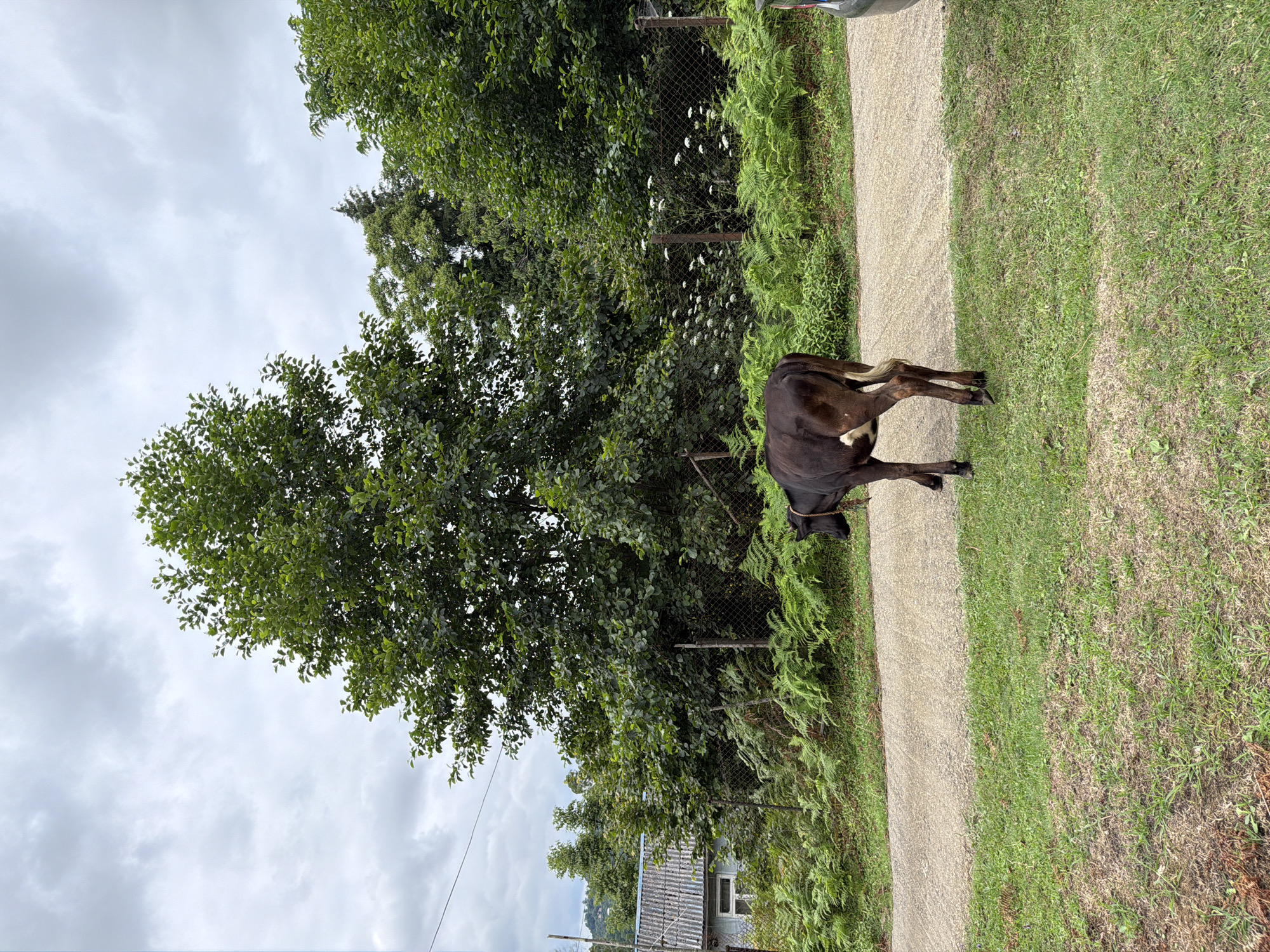 In Kveda Sameba, Georgia, a dark-colored cow with white markings on its hindquarters walks away from the camera on a dirt road. The road is bordered by a grassy verge on the left and dense green foliage on the right, including ferns and trees. A chain-link fence runs behind the foliage. In the background, a building with a grey, corrugated roof is partially visible to the left, and a dense line of trees creates a backdrop. The sky is overcast with grey clouds.