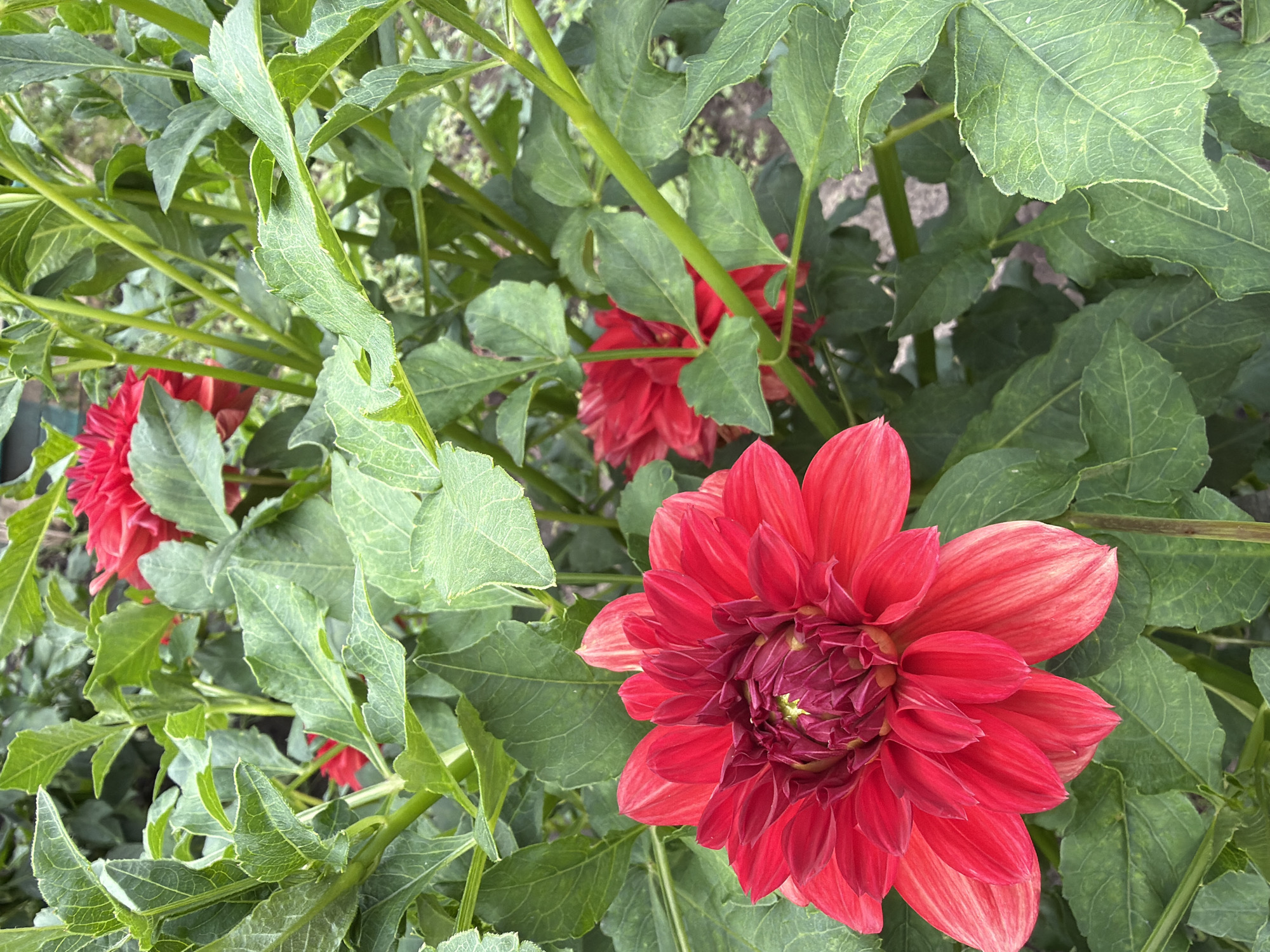 A close-up shot of red dahlias in bloom, set against a backdrop of lush green foliage. The flowers, with their intricate, layered petals, are the focal point of the image. The scene appears to be in a garden, possibly in the city of Altayskiye Zori, Russia, given the context provided. The lighting suggests it might be an overcast day, as there are no harsh shadows. The image is a still life, capturing the beauty of nature in its full bloom.