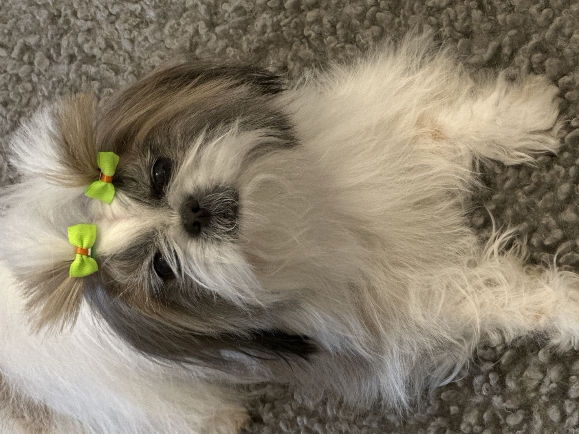 A small, long-haired dog is lying on a gray, textured surface. The dog has white and gray fur, and two bright green bows are attached to the fur above its eyes. The location is indeterminable, and the image provides no information to determine its placement in Tbilisi, Georgia.