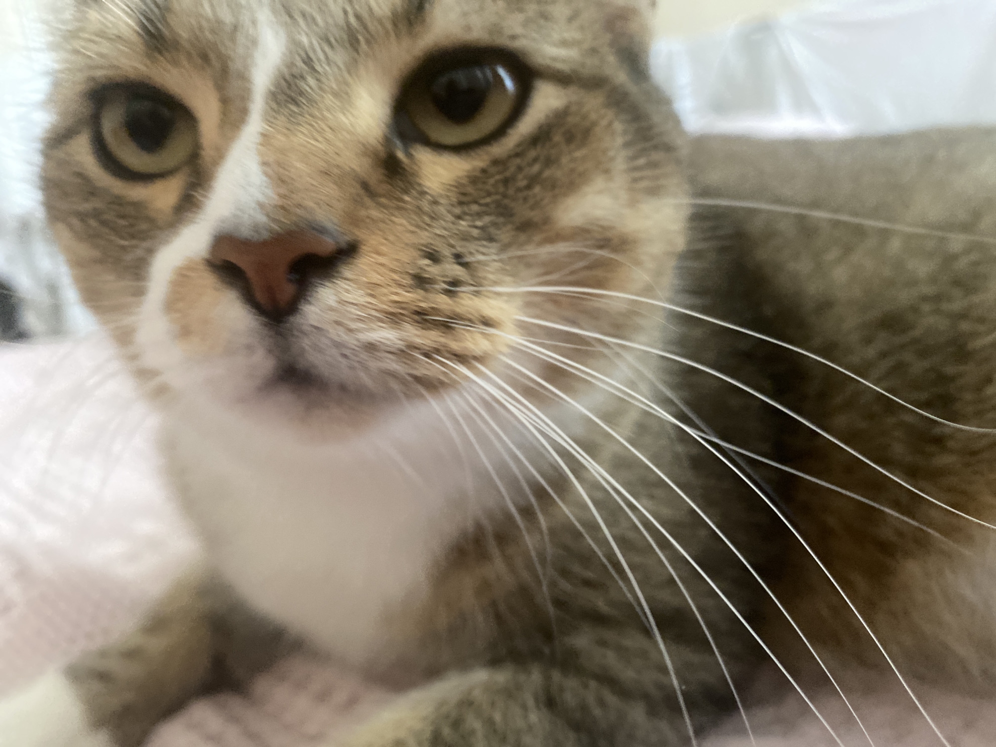 A close-up shot focuses on the face of a tabby cat with white markings on its chest and face. The cat's eyes are light brown and its nose is pink. Long white whiskers fan out from its snout. The background is blurred, with hints of a pinkish surface and a white, possibly plastic, material. The image is taken indoors. The location of Novinki, Russia, is not identifiable in the image.