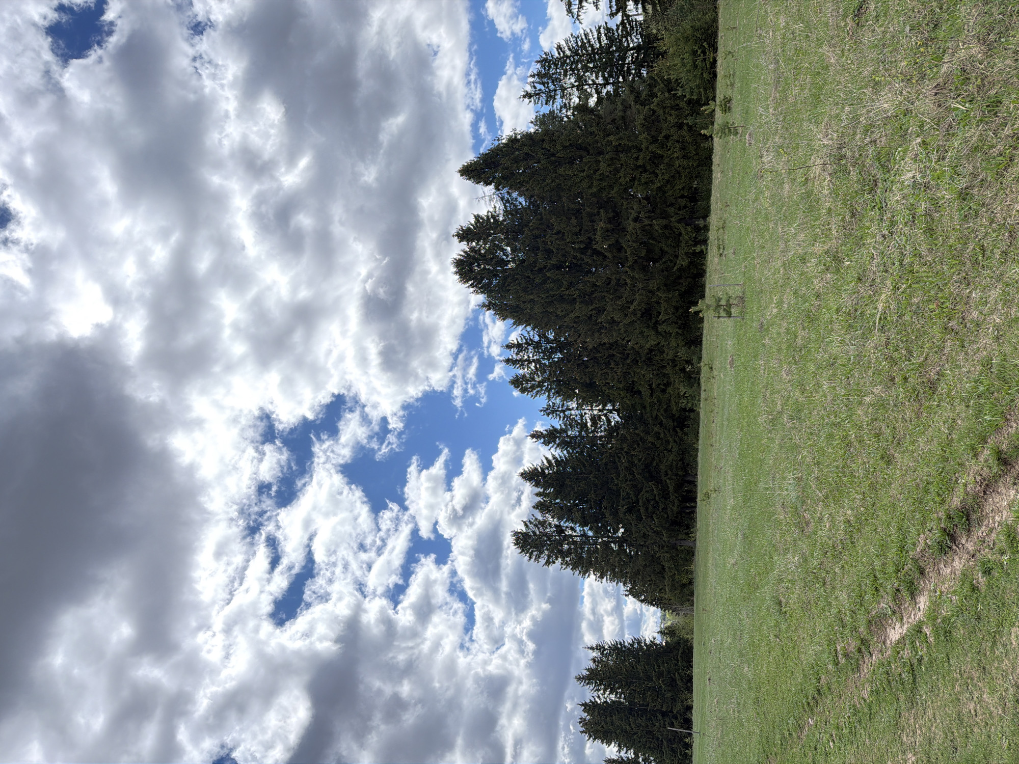 The image shows a landscape scene with a grassy field on the right side and a line of tall evergreen trees bordering the field. To the left of the trees, the sky is visible, filled with a mix of fluffy white clouds and patches of blue sky. The clouds appear to be cumulus clouds. The image seems to be taken from a low angle, looking upwards towards the trees and sky. The location of Фоки, Russia is not evident from the image.