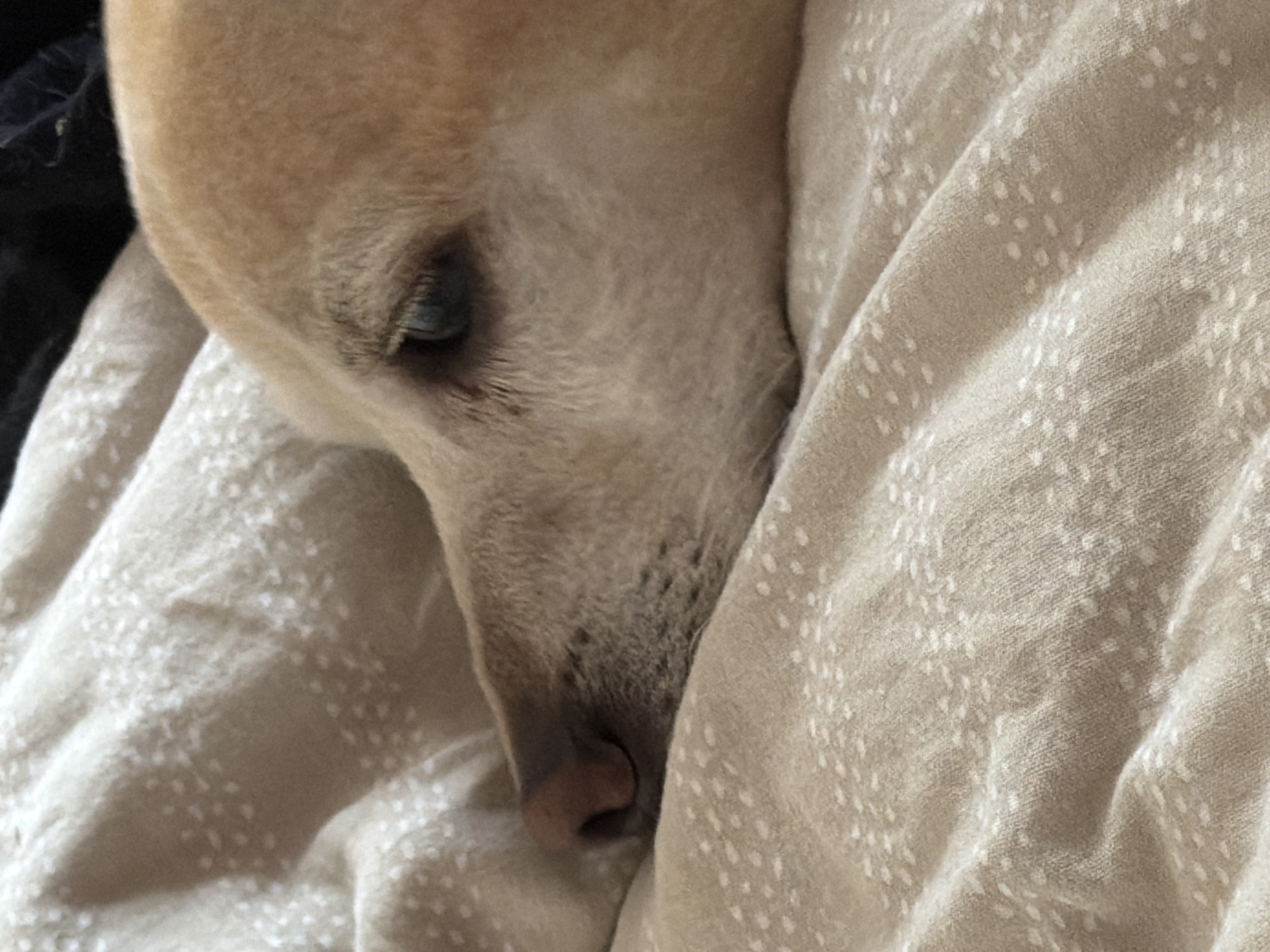 The image is a close-up, side-profile shot of a light-colored dog resting on a beige, textured blanket. The dog's face is the primary subject, with its eye visible and its nose resting on the blanket. The blanket has a subtle pattern of small, scattered white dots, creating a textured appearance with folds and creases. The lighting is soft, suggesting an indoor setting. The background is dark and out of focus. There are no identifiable landmarks or elements that suggest a specific location within the city of Plovdiv, Bulgaria.
