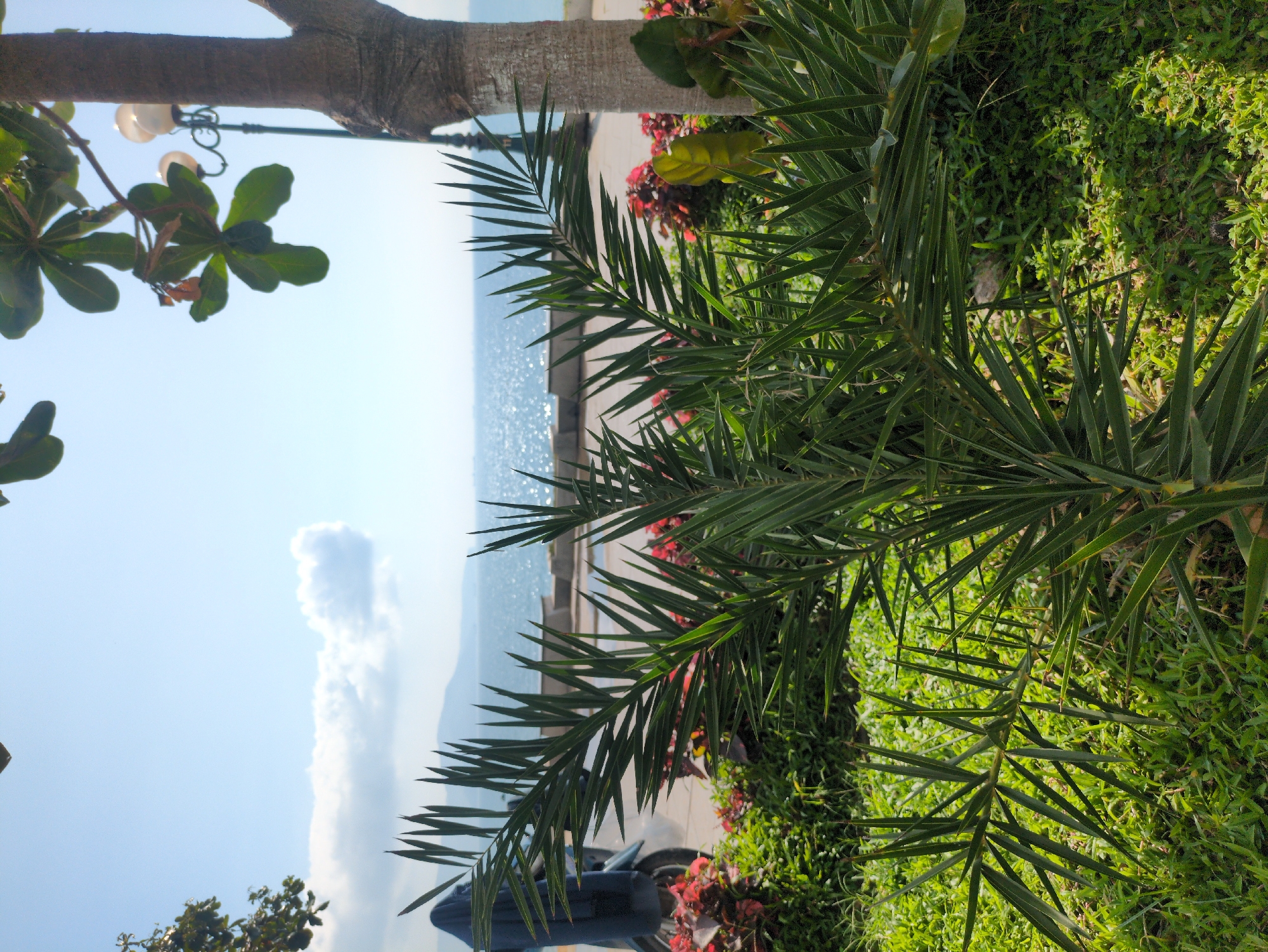 This image presents a coastal view in South Quy Nhon Ward, Vietnam. The foreground features lush green grass and a prominent green palm-like shrub with spiky fronds, partially obscuring the midground. Behind this, a paved pathway runs horizontally, bordered by red-leafed plants. A blue tarp-covered scooter or motorcycle is partially visible on the left side of the path. To the right, a tree trunk and a black street lamp with three spherical white globes are present. Beyond the pathway, a concrete barrier precedes a wide expanse of sun-dappled blue ocean. Distant mountains are visible across the water, beneath a clear blue sky with a few white clouds. The scene is illuminated by bright daylight. No individuals or active interactions are observed.