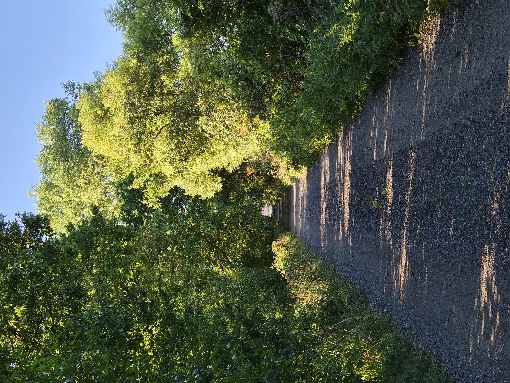 The image depicts a gravel path winding through a dense forest with sunlight dappling through the leaves. The path is bordered by lush green foliage and trees. The sky above is clear and blue, suggesting a bright, sunny day. The overall impression is one of a tranquil, natural setting. There are no people or animals visible in the scene. The location is identified as Schiffdorf, Germany.