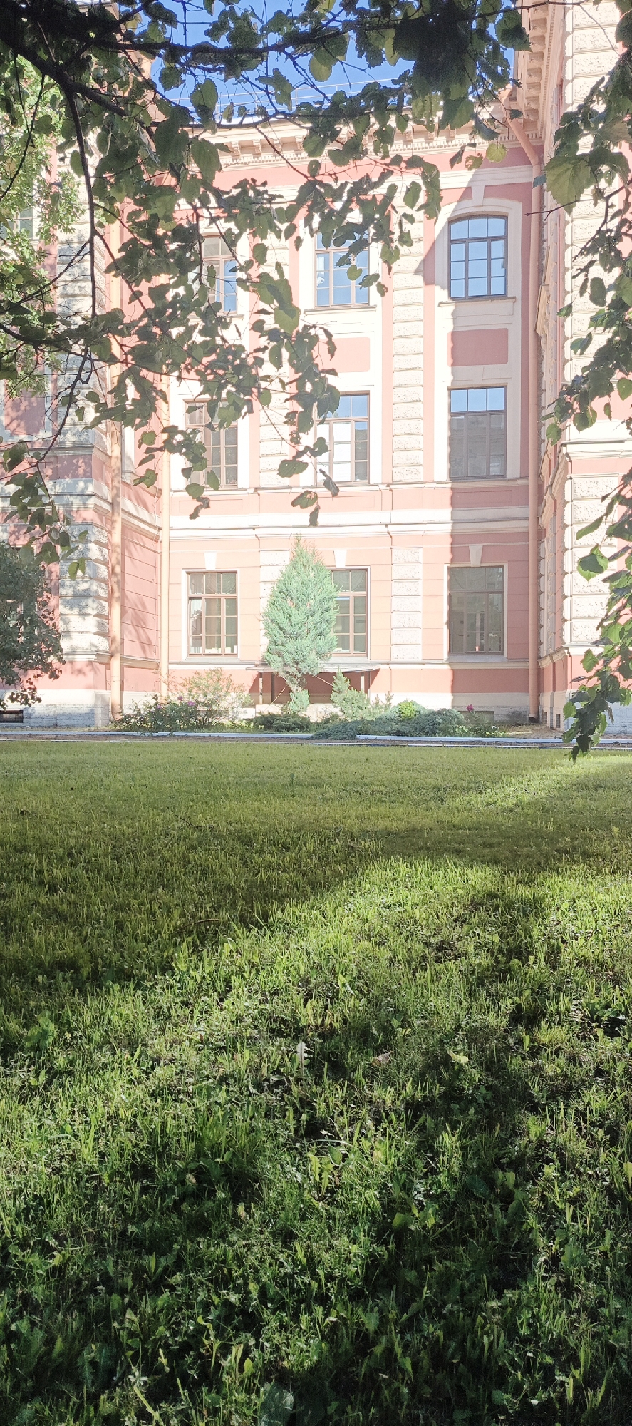 The image shows a view of a building, likely a historic institution, on a sunny day in Saint Petersburg, Russia. In the foreground, a well-maintained green lawn is partially covered in dappled sunlight and shadow. Behind the lawn, there is a border of green shrubs and bushes, with a small, conical evergreen tree standing out in the center. Beyond the vegetation, the facade of a large, pink building is visible. The building features multiple windows with dark frames, arranged in a grid pattern across its multi-story structure. Architectural details, such as pilasters and decorative cornices, are visible on the building's exterior. The scene is framed by the branches and leaves of a tree in the upper left corner, casting shadows on the building and lawn. The sky above is clear and blue.