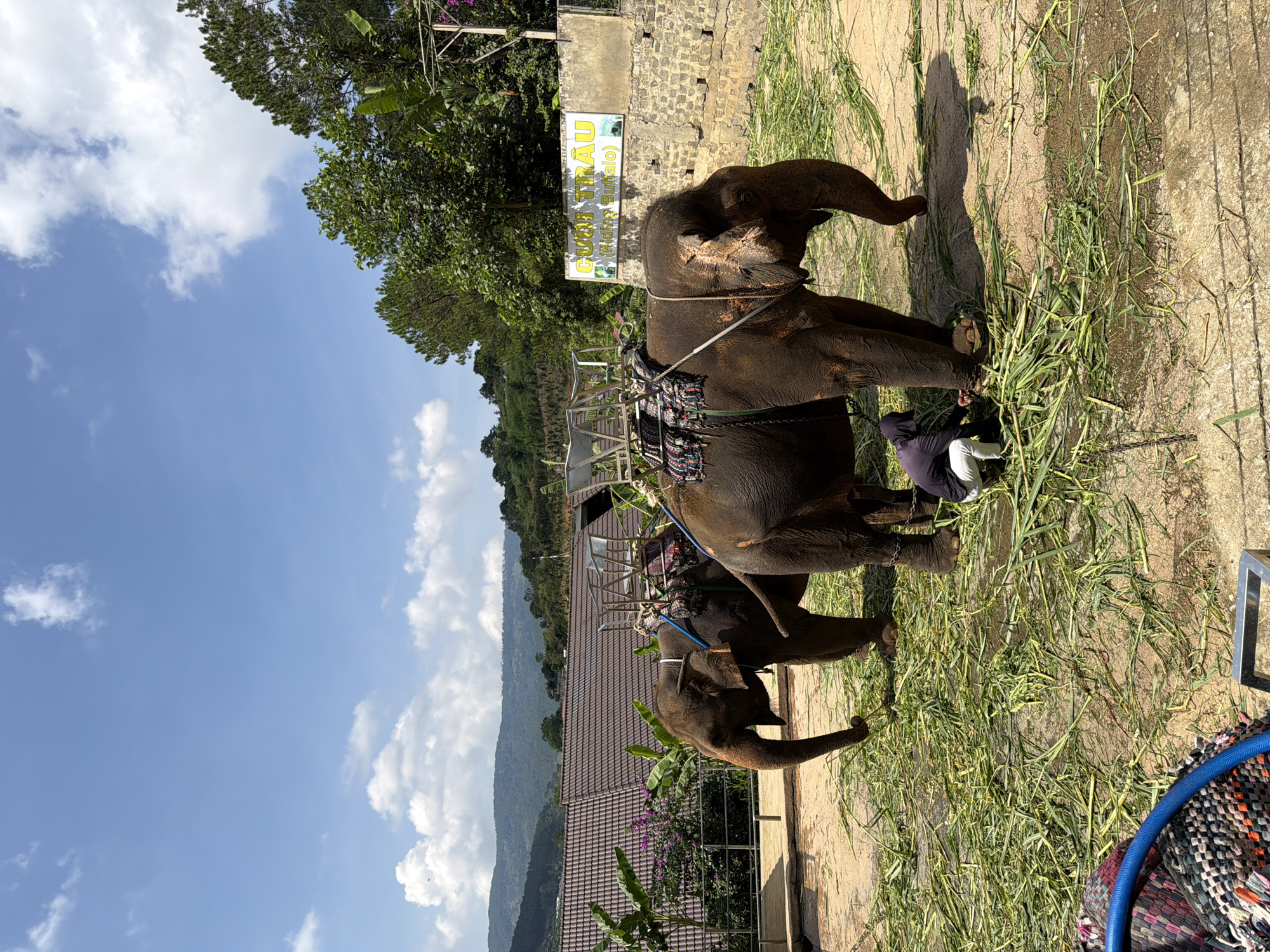 Two elephants with saddles are standing on a dirt ground covered with chopped grass. A person wearing a dark hoodie and white pants is interacting with the front elephant's leg. In the background, there are tiled roofs of buildings, lush green trees, and a hilly landscape under a blue sky with scattered clouds. A sign in Vietnamese and English, "CUOI TRAU (Riding Buffalo)", is visible on a stone wall. This scene depicts an elephant riding or interaction area, possibly in or near Định An, Vietnam, given the signage.