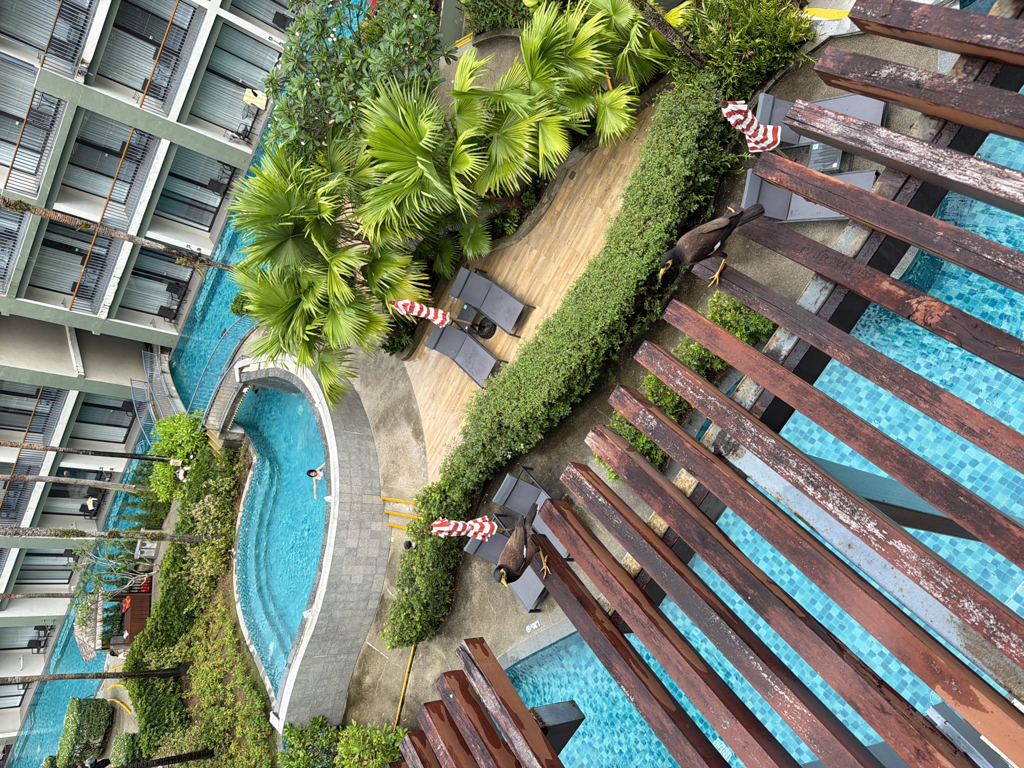 The image depicts a resort in Bang Muang, Thailand, featuring a complex of swimming pools and resort buildings. A person is visible swimming in a curvilinear pool. Two mynah birds are present, one perched on a wooden railing overlooking a pool and the other standing on a wooden structure near the pool's edge. Several lounge chairs and umbrellas are arranged around the pool area. Lush green foliage, including palm trees, surrounds the pools and buildings. The resort architecture appears modern with balconies and large windows.