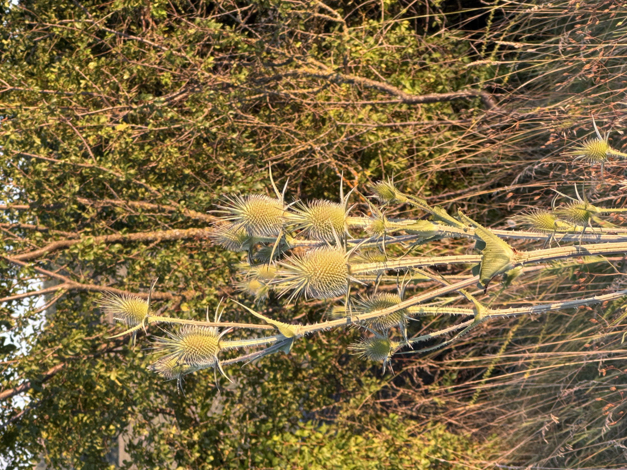 In Noevtsi, Bulgaria, a close-up shot captures a thistle plant in the foreground against a backdrop of sunlit trees and dry grasses. The thistle, with its prominent spiky seed heads and thorny stems, is illuminated by the golden light of what appears to be late afternoon or early morning. The surrounding vegetation consists of tall, dry stalks of grass and the dense foliage of trees. No people are present in the scene, and no objects other than the natural flora are visible. The environment is outdoors, likely a field or meadow adjacent to a wooded area. The lighting creates a warm, textured appearance, highlighting the intricate details of the thistle and the surrounding plant life.