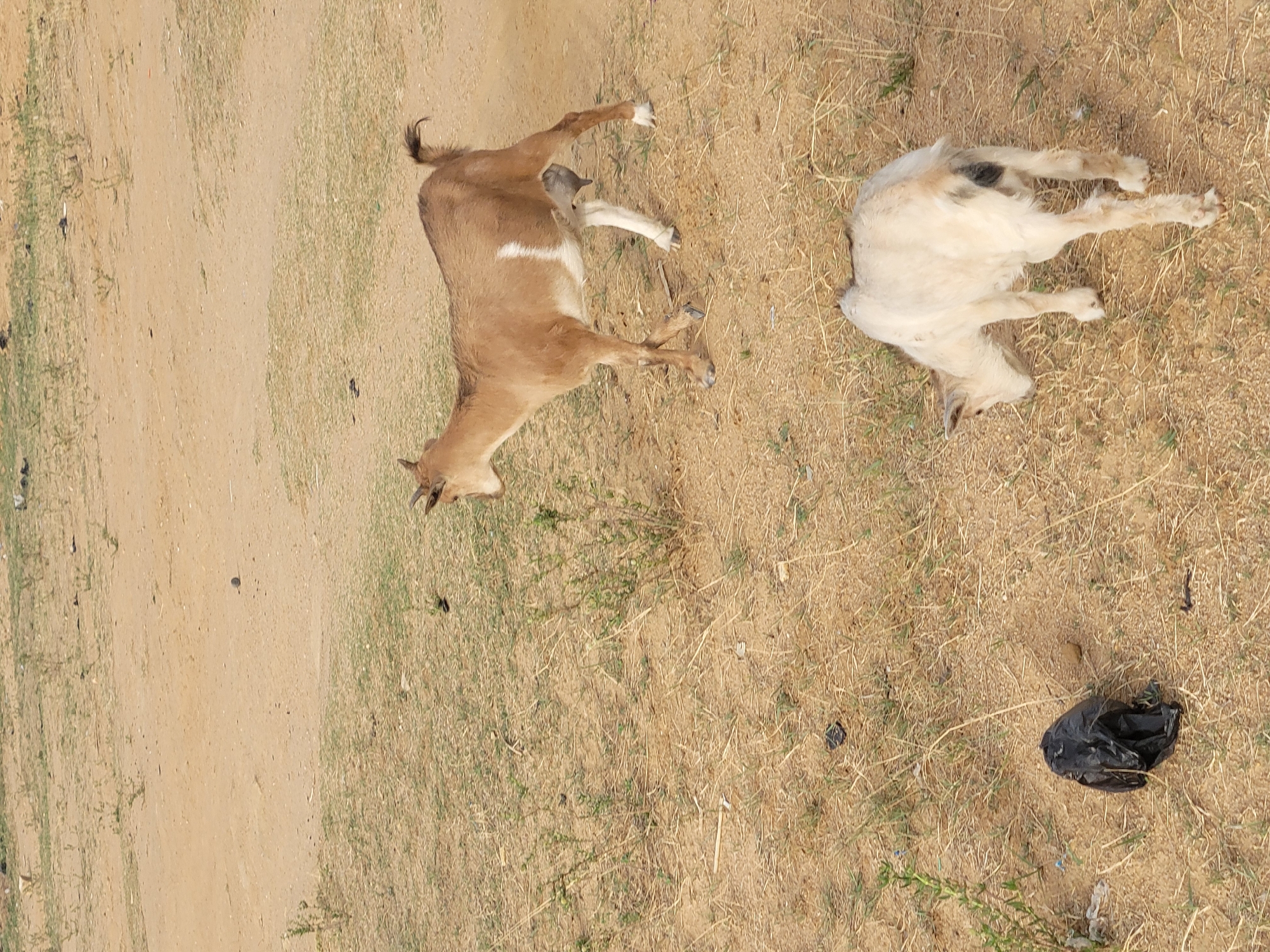 The image, rotated 90 degrees counter-clockwise, captures two goats resting on dry, sandy ground with sparse vegetation. The setting appears to be an outdoor, possibly rural or semi-rural area, consistent with Barakin Akawo, Nigeria.
On the left, a medium brown goat with a distinct white stripe across its midsection lies on its side, facing towards the bottom left of the frame. Its legs are folded, suggesting a state of rest or sleep. Its short, dark tail is visible curling upwards.
To the right, a second goat, predominantly light cream or off-white with a small dark spot on its back, is lying on its back with its legs extended upwards. Its head is visible facing towards the bottom right. Both goats appear calm and still.
The ground is characterized by light brown, dry earth, interspersed with patches of dry, straw-like grass and some faint green growth. The lighting indicates it is daytime. In the lower right portion of the image, near the off-white goat, a crumpled black plastic bag is visible on the ground. No visible text is present.