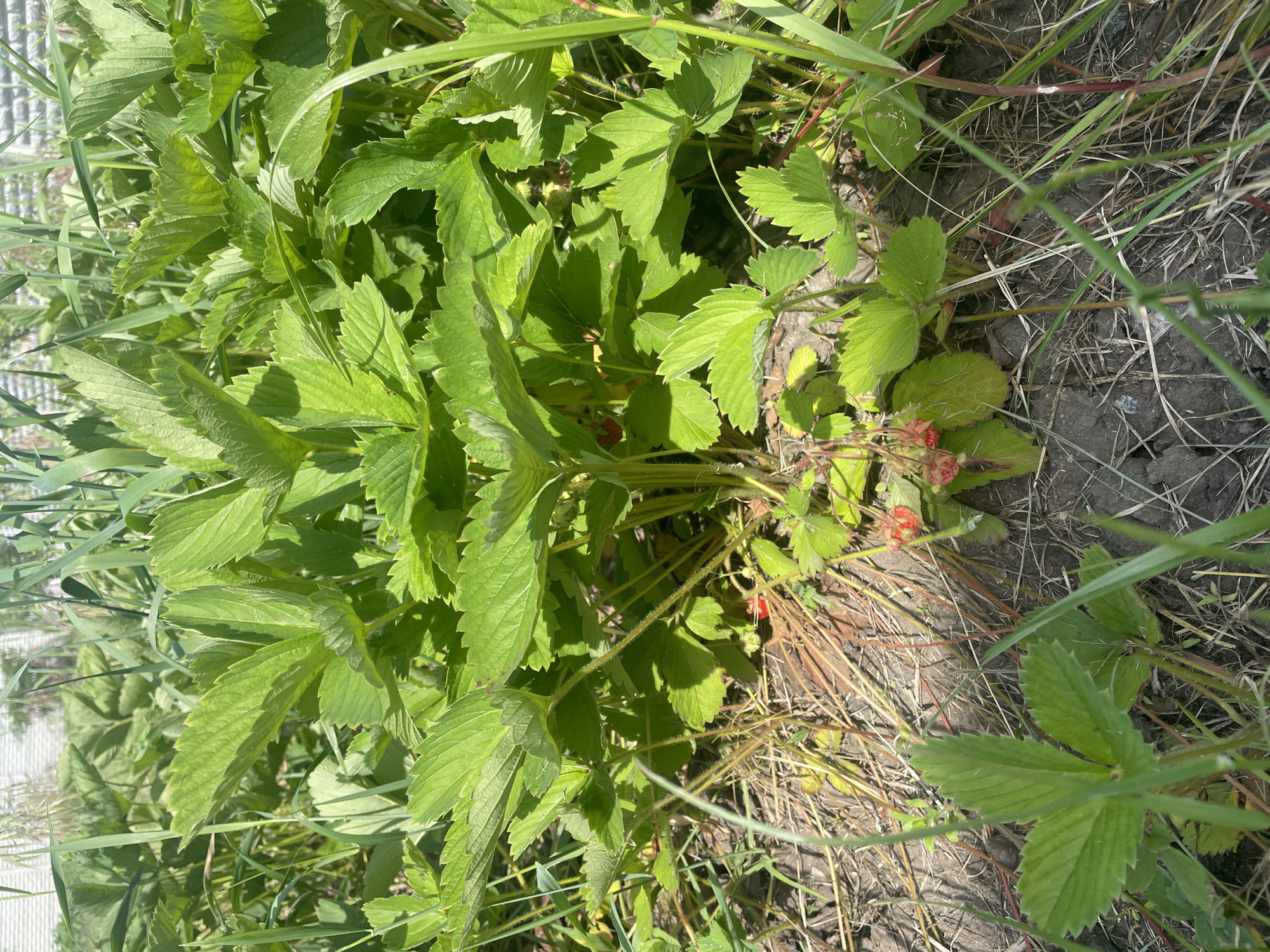 This image, captured in Petrivka, Ukraine, depicts a close-up, ground-level view of a cluster of wild strawberry plants (Fragaria vesca or similar species) under bright sunlight. The plants feature numerous vibrant green, serrated, trifoliate leaves, some partially overlapping and casting shadows. Several small, red to pinkish-red, conical fruits are visible near the base of the plants, partially concealed by foliage and appearing to be in various stages of ripening. The ground consists of dark, somewhat dry, and cracked soil, interspersed with dry straw or grass remnants and individual blades of green grass or weeds. The background is softly blurred, showing taller green vegetation and indistinct light-colored structures. No people, animals, or specific actions are present.