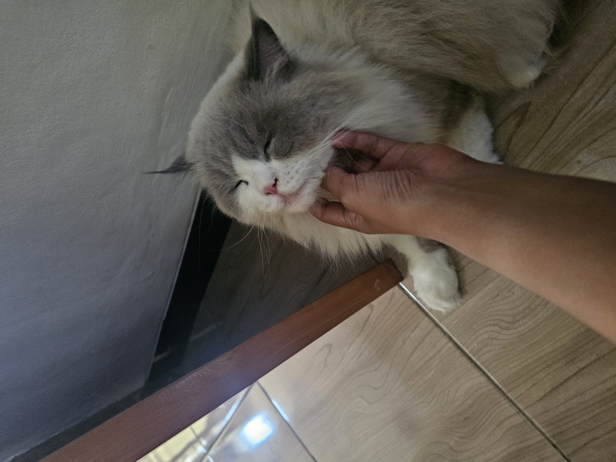 A hand is stroking the chin of a fluffy cat that is lying on a light-colored tiled floor. The cat has grey and white fur, closed eyes, and appears to be enjoying the attention. A wooden table leg is visible to the left of the cat. The background is a plain, grey wall. The scene suggests a domestic setting. There is no information in the image to indicate the specific location within Sidorejo, Indonesia.