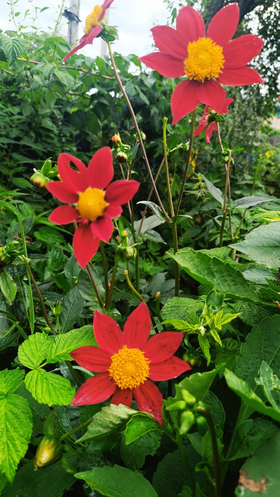The image shows a close-up of several red flowers with yellow centers, likely dahlias, in a garden setting. The flowers have delicate, pointed petals and are in various stages of bloom, with some fully open and others as buds. They are surrounded by lush green foliage, including broad leaves and some smaller, more intricate leaves. The lighting suggests it might be an overcast day, as the light is soft and diffused. The background is a blur of green and hints of lighter sky, indicating an outdoor environment. There are no people or animals visible in the image, and the focus is solely on the natural beauty of the flowers and their surroundings. The location is stated to be Karsha, Russia.