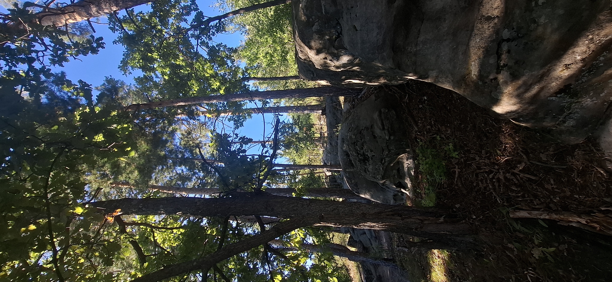 The image depicts a natural outdoor scene in Peredovoi, Russia. The foreground is dominated by large, weathered rock formations with textured surfaces, some illuminated by sunlight. A rough-barked tree trunk stands to the left, its branches and green foliage extending upwards, partially obscuring the sky. Behind these elements, a dense forest of tall trees, including pines and deciduous trees, stretches into the distance under a clear blue sky. The ground is covered with leaf litter and some sparse green vegetation. A rope bridge can be faintly seen strung between trees in the mid-ground, suggesting a recreational area. The overall impression is of a natural, rugged landscape bathed in sunlight.