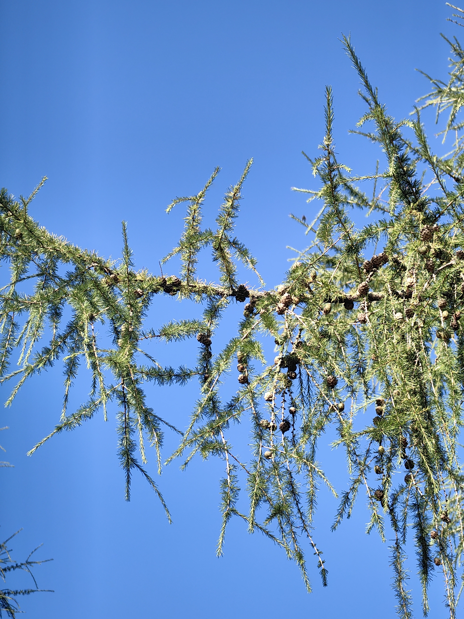 This image shows a close-up of a coniferous tree branch against a clear blue sky. The branch is laden with numerous small, brown cones and has long, thin needles. The perspective is looking upward, with the branch extending diagonally across the frame from the left to the right. The image was taken in Fanipal, Belarus. There are no people or animals visible in the frame. The environment appears to be outdoors on a sunny day, as indicated by the bright blue sky and the lighting on the foliage. The focus is on the intricate details of the branch and its cones.