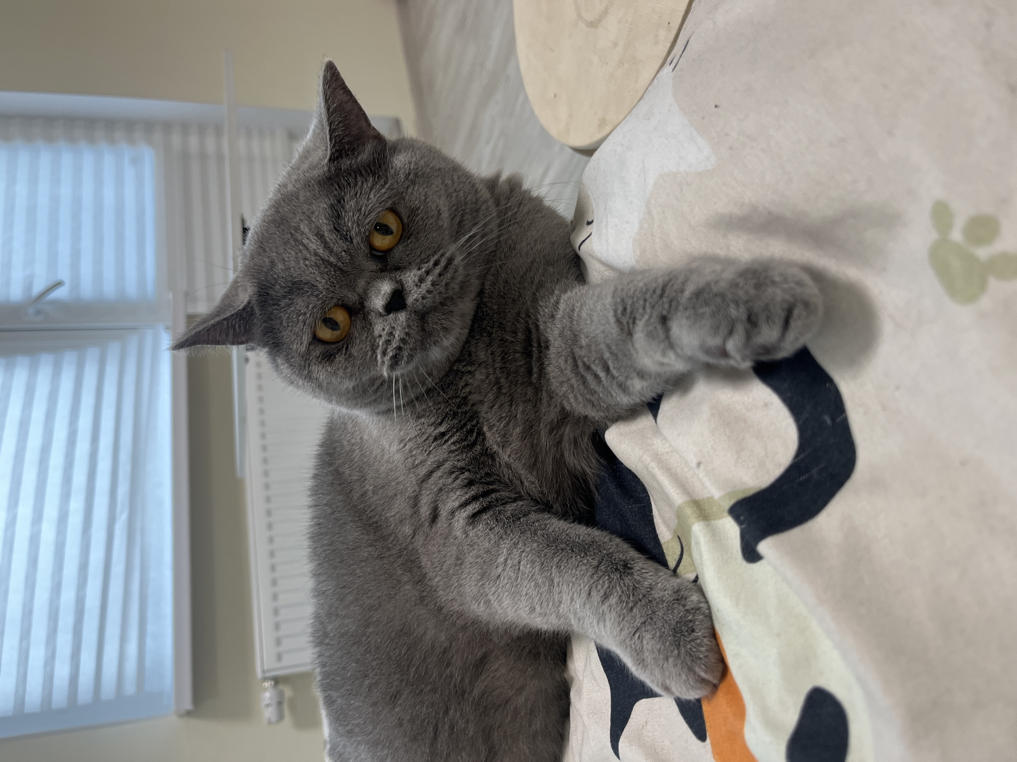 A British Shorthair cat with gray fur and orange eyes is lying on a patterned blanket. The cat is looking directly at the camera. In the background, there is a radiator and a window with blinds. A wooden surface is visible to the right of the cat. The scene appears to be indoors.