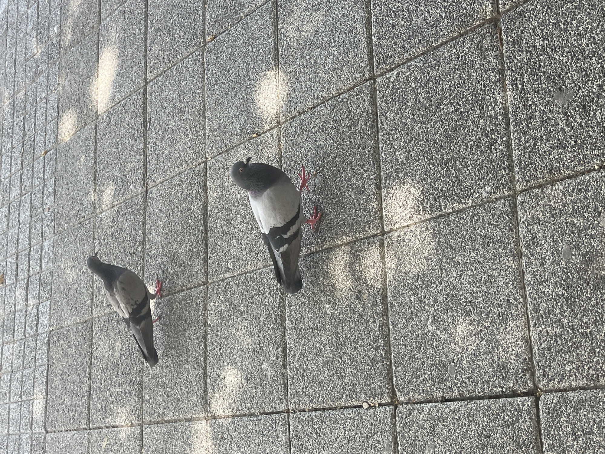Two pigeons are on a textured, grey, rectangular tiled surface. The pigeon in the foreground is facing left and is grey and white with black markings on its wings. Its beak is dark, and its eyes are dark with a lighter ring. Its legs are pink. The pigeon in the background is facing right and is mostly grey with some black markings. Sunlight creates patches of light and shadow on the tiles. The scene appears to be in an outdoor urban setting, possibly a pedestrian area. The specific location in Plovdiv, Bulgaria cannot be determined from the image.