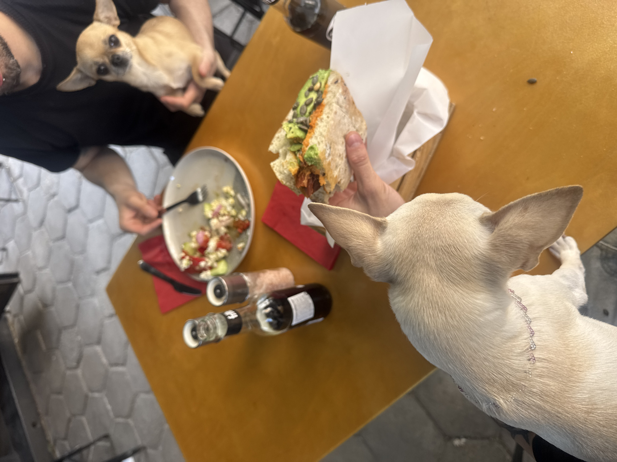A high-angle shot shows a person holding a large sandwich with avocado and other fillings, while another person eats a salad. Two small, light-colored Chihuahuas are present, one on the left being held by a person and another on the right reaching towards the sandwich. There are bottles, a plate with a salad, silverware and a red napkin on a yellow-brown table. The scene appears to be in a restaurant in Sofia, Bulgaria. The floor is tiled with gray, hexagonal tiles.