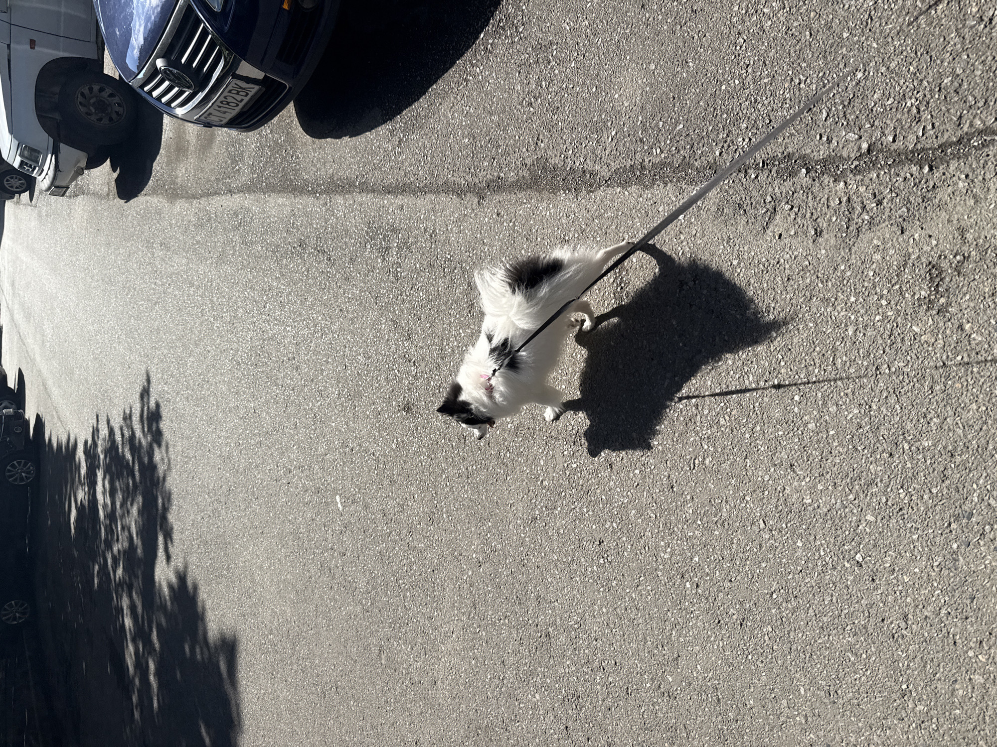 The image displays an outdoor scene on an asphalt road in Stara Zagora, Bulgaria, under bright sunlight. A small, black and white, long-haired dog, possibly a Papillon, is walking on a black leash from left to right in the lower-mid section of the frame. The dog wears a pink collar, and its tongue is slightly visible from its mouth. A distinct shadow of the dog is cast on the asphalt directly beneath and behind it, with the shadow of the leash also visible.
On the right side of the road, multiple vehicles are parked. The front bumper and grille of a dark blue Volkswagen sedan are visible in the mid-right, displaying a Bulgarian license plate "CT 4182 BK". Behind the Volkswagen, the front portion of a white, older model SUV, possibly a Suzuki Vitara, is parked, showing some visible damage to its front bumper. Further in the upper-left background, other dark-colored cars are partially visible, parked along what appears to be a curb.
The asphalt road surface is granular and predominantly gray. Strong, irregular tree shadows, indicating foliage, are cast across the left side of the road, originating from the upper-left corner and extending downwards. A subtle vertical line or seam in the asphalt runs parallel to the parked cars on the right. No individuals are visible in the frame.