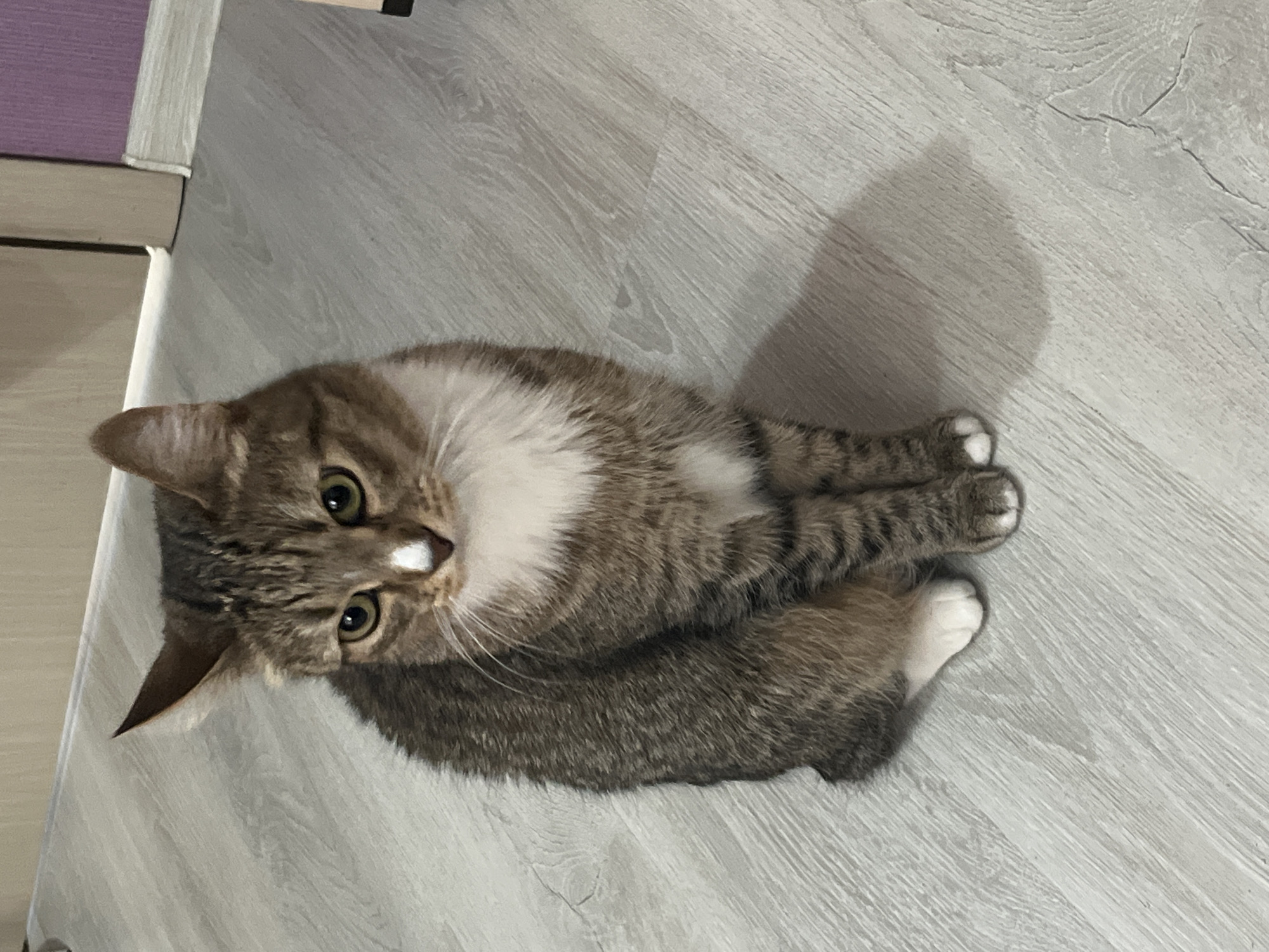 A domestic shorthair cat with tabby markings and white chest and paws is sitting on a light-colored wooden floor. The cat is looking upwards and to the left. Its eyes are green, and it has a small white marking on its nose. The cat is curled up with its paws tucked underneath it. A shadow of the cat is cast on the floor to its right, suggesting artificial lighting from the left. In the background, a section of a purple object and a light-colored piece of furniture are visible. The scene appears to be indoors.
