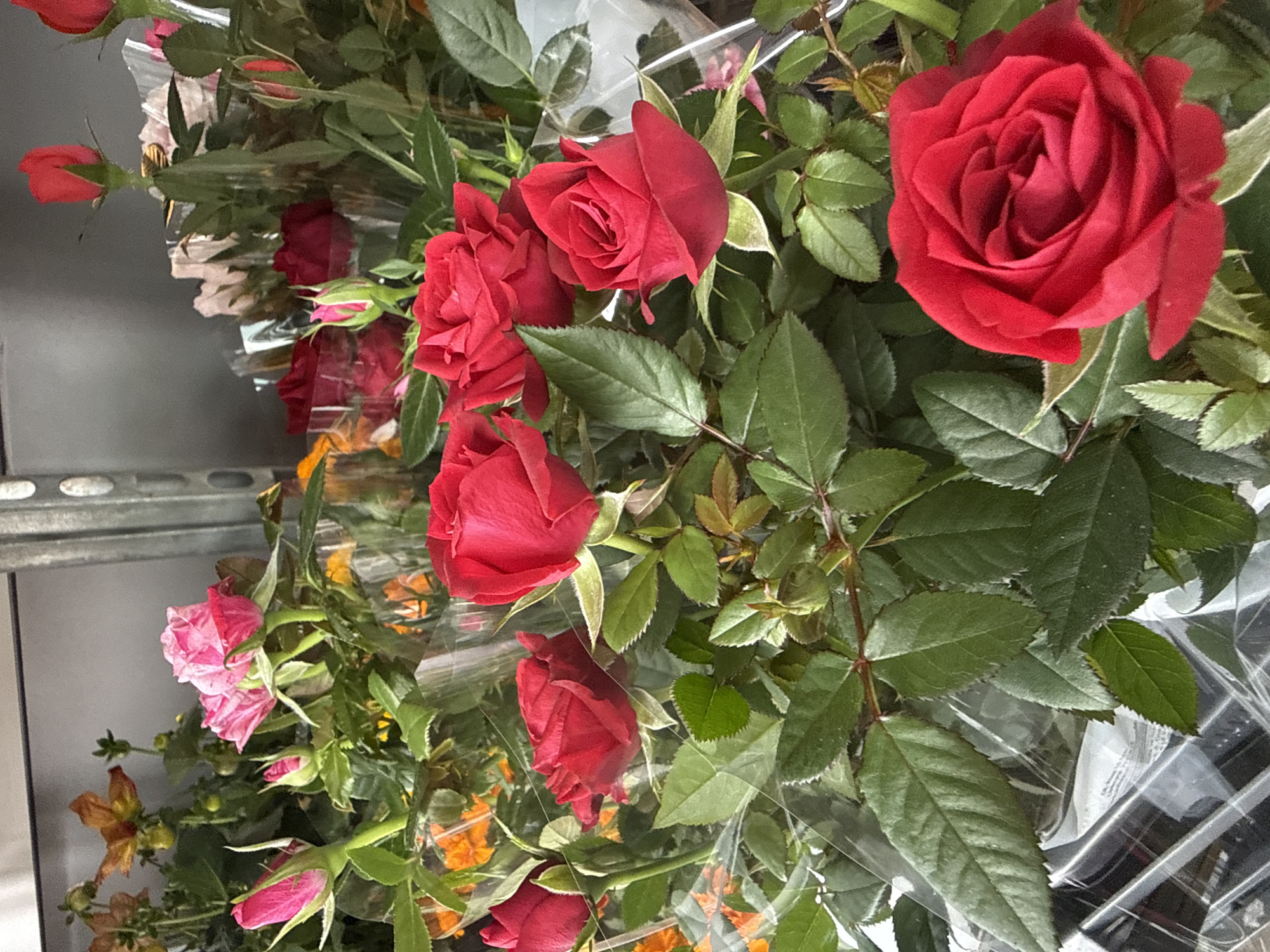 The image captures a vibrant display of fresh cut flowers, predominantly red roses, arranged in what appears to be a retail setting like a florist shop or supermarket in Waldshut, Germany. The perspective is slightly overhead, looking down into a collection of bouquets.
The foreground prominently features several large, lush red roses, some fully bloomed and showcasing their layered petals, while others are in various stages of budding. These are accompanied by abundant, healthy green leaves with serrated edges. Many of the flower bunches are wrapped individually in clear plastic cellophane, indicating they are prepared for sale.
In the middle and background, more red roses and rosebuds are visible, interspersed with green foliage. Towards the lower left of the image, there are also bouquets containing pink roses, some with subtle white variegation, and further down, hints of orange or yellow flowers, possibly marigolds, can be seen, also encased in plastic wrapping. A silver-colored metal shelving unit is partially visible along the left side, reinforcing the impression of a commercial flower display. No people are present, and no discernible text is visible on any packaging or surrounding elements. The scene is indoors, under ambient lighting, with no specific time of day indicated.