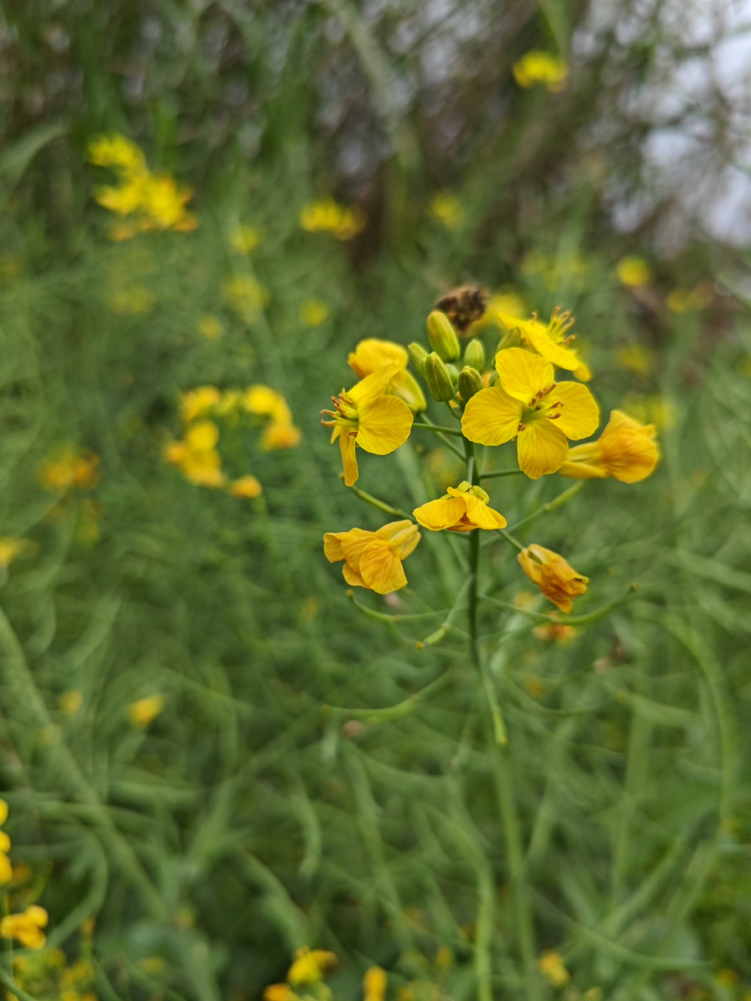 The image depicts a close-up of a cluster of small, bright yellow flowers against a backdrop of blurred green foliage. The flowers are the focal point, with several buds and open blooms visible. A bee is perched atop one of the flower buds. The background consists of green stems and leaves, with other blurry yellow flowers scattered throughout. It is assumed that this image was taken somewhere in the city of Chongqing High-tech Zone, China.