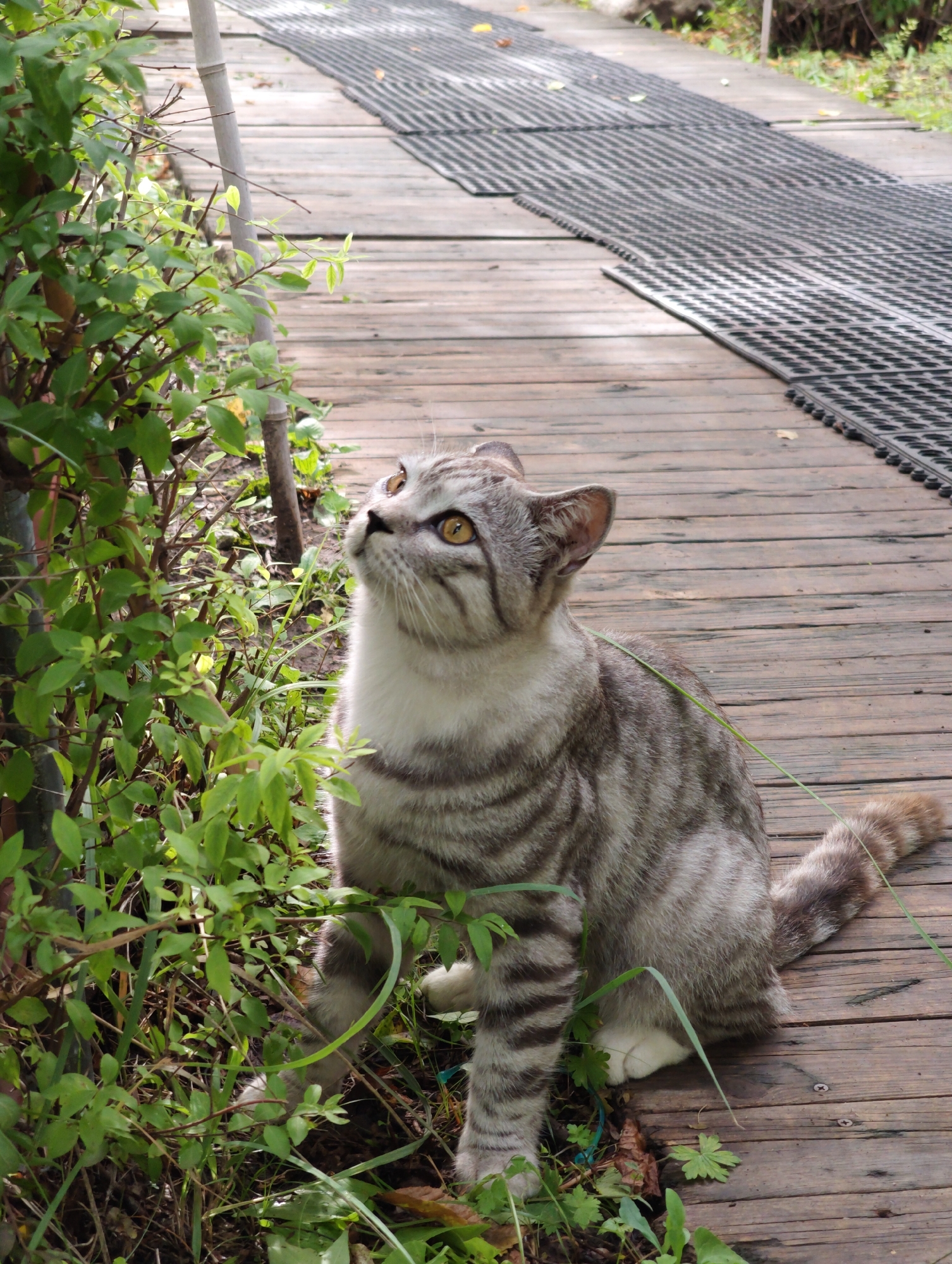 A grey and white tabby cat with yellow eyes sits on a wooden boardwalk next to a bush with green leaves. The boardwalk has a textured black mat running along one side. The cat is looking up and to the right, with its tail curled to the right. The background is blurred, showing more of the boardwalk and vegetation.