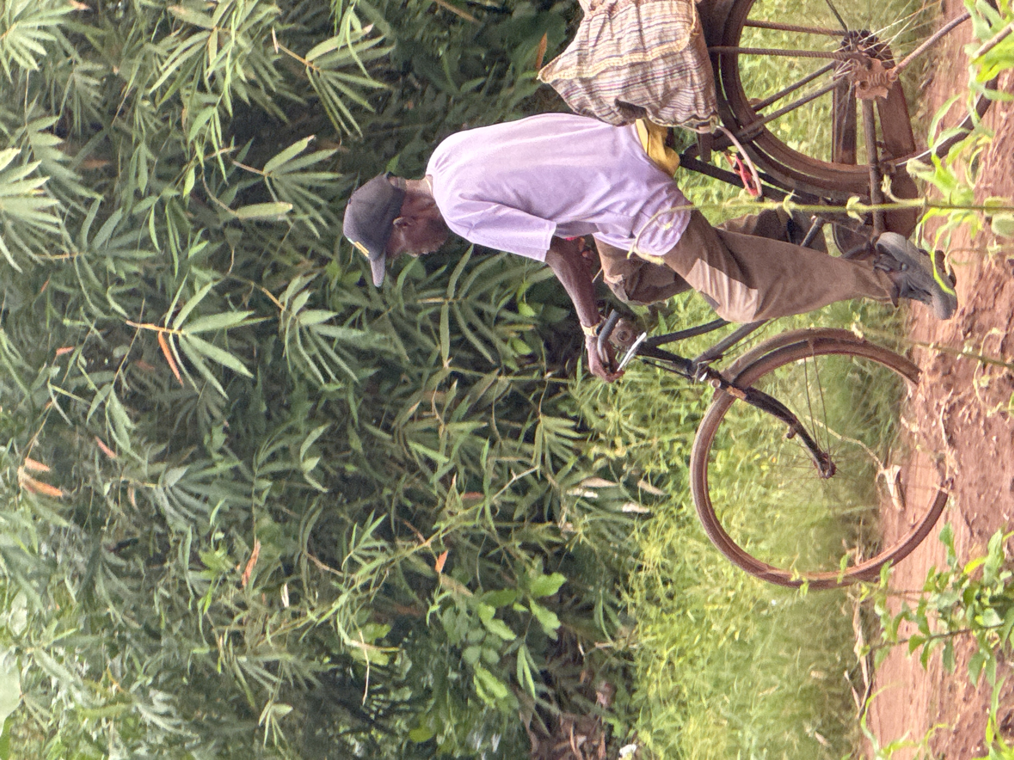 An older Black man wearing a light purple shirt, brown pants, dark shoes, and a dark baseball cap is riding an old, rusty bicycle on a dirt path. He is hunched over the handlebars and looking down. On the back of the bicycle is a striped bag. To the left of the path, there is dense vegetation consisting of long, thin leaves. To the right of the path, there is shorter grass. The scene is likely set in a rural area near Aboh, Nigeria, given the presence of the bicycle and the natural landscape.
