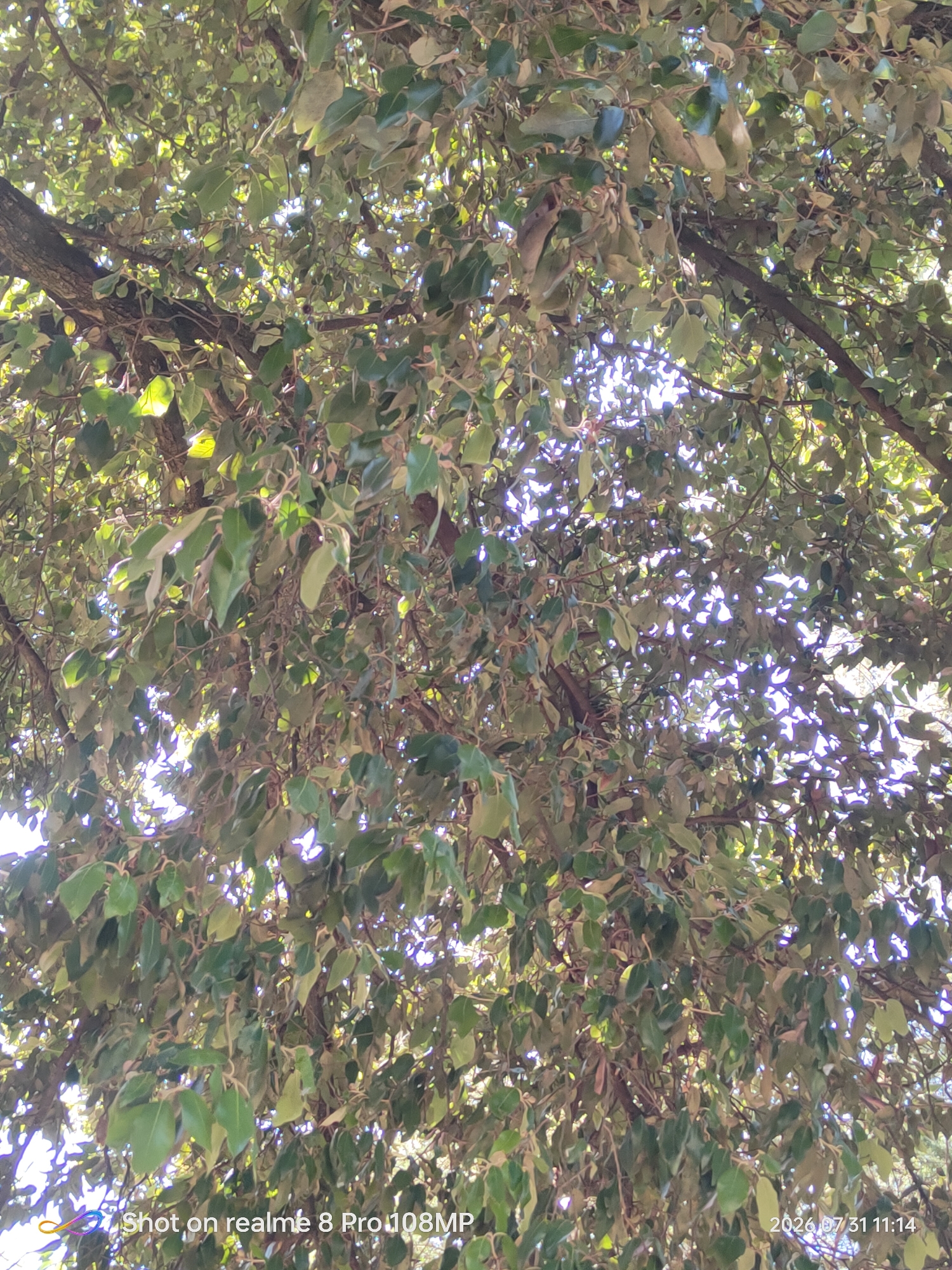 The image is a low-angle shot looking up into the dense canopy of a tree. Sunlight filters through the leaves, creating a dappled effect. The leaves are predominantly green, with some appearing to be dried or lighter in color. Branches are visible throughout the frame, some thick and dark, others thinner and intertwined with the foliage. The overall impression is of a shaded, leafy environment. The bottom right corner of the image contains a watermark indicating "2020 07 31 11:14", suggesting the date and time the photo was taken. The bottom left corner has a watermark "Shot on realme 8 Pro 108MP". There is no indication of the city of Perugia, Italy within the image itself.